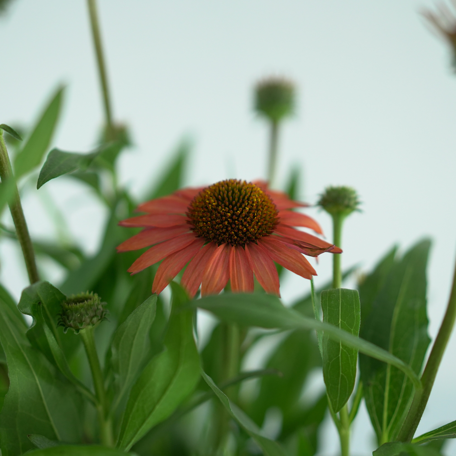 ECHINACEA PURPUREA 'Mooodz Devotion' Jeżówka purpurowa