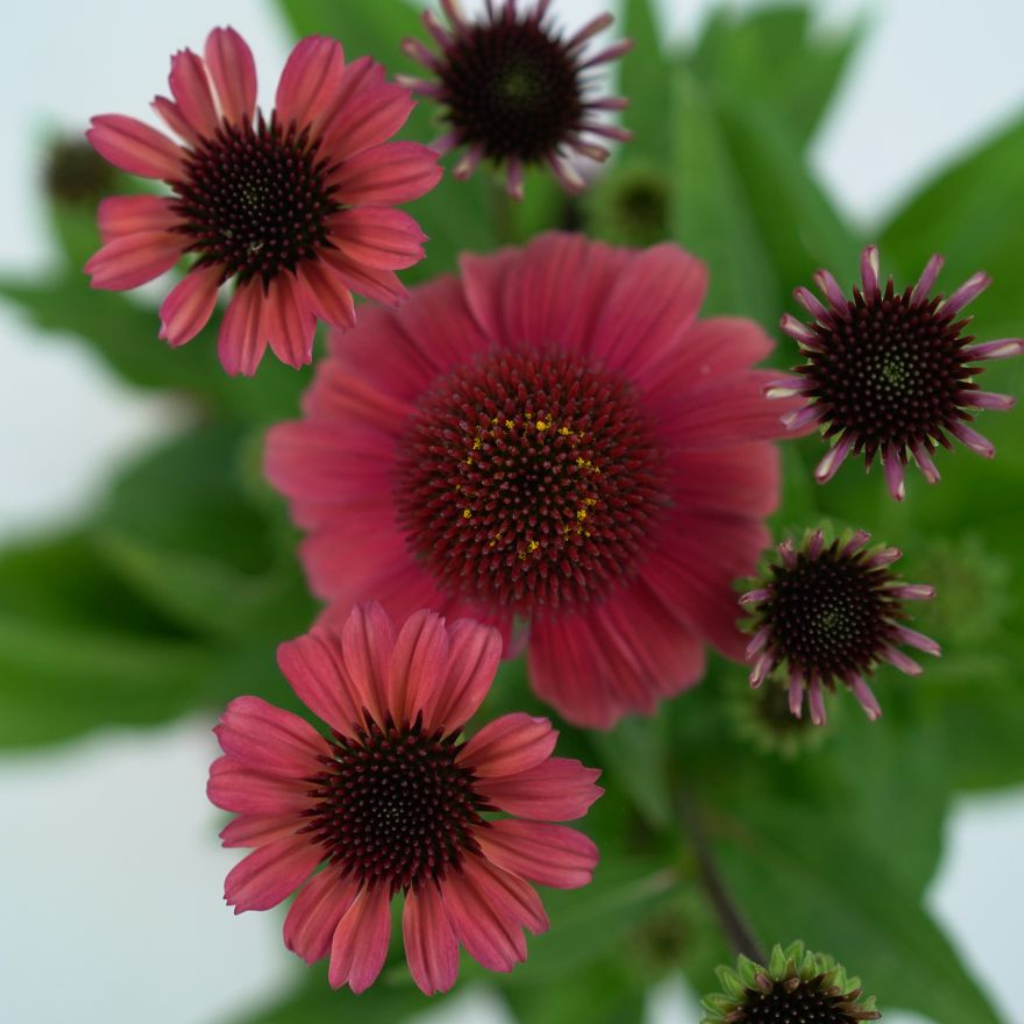 ECHINACEA PURPUREA 'SOMBRERO' Jeżówka purpurowa
