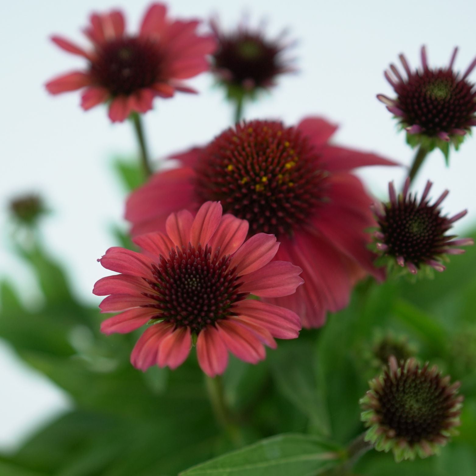 ECHINACEA PURPUREA 'SOMBRERO' Jeżówka purpurowa