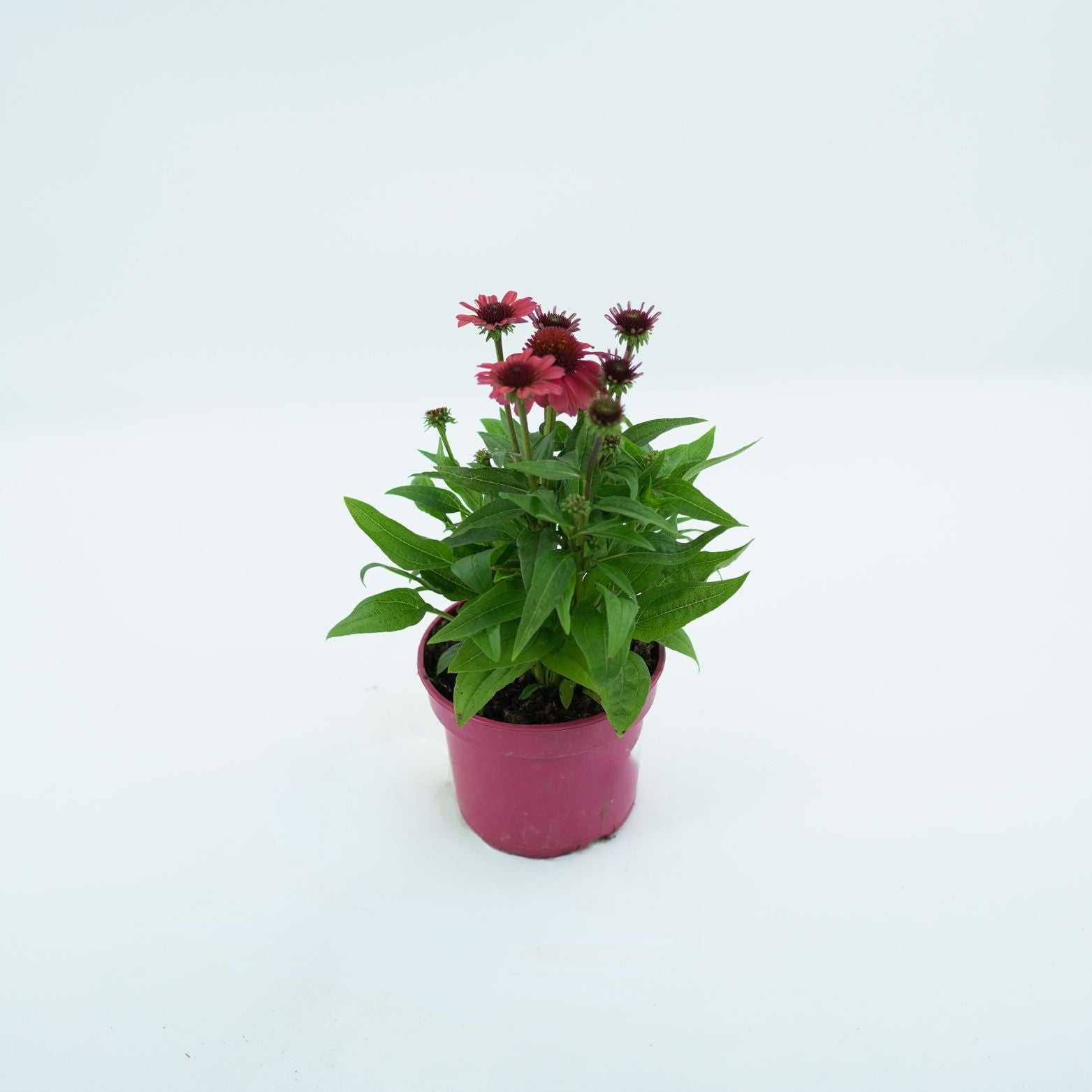 ECHINACEA PURPUREA 'SOMBRERO' Jeżówka purpurowa