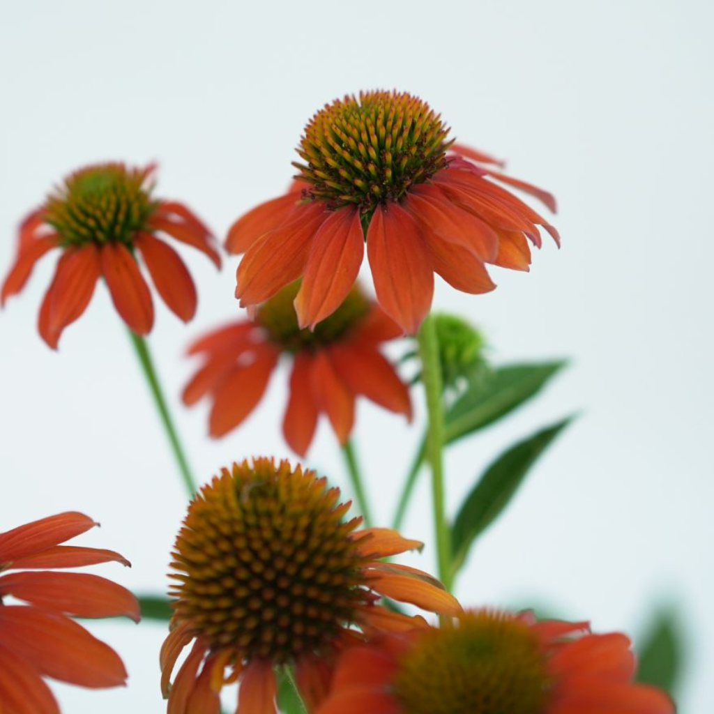 ECHINACEA PURPUREA 'SUNSEEKERS' Jeżówka purpurowa