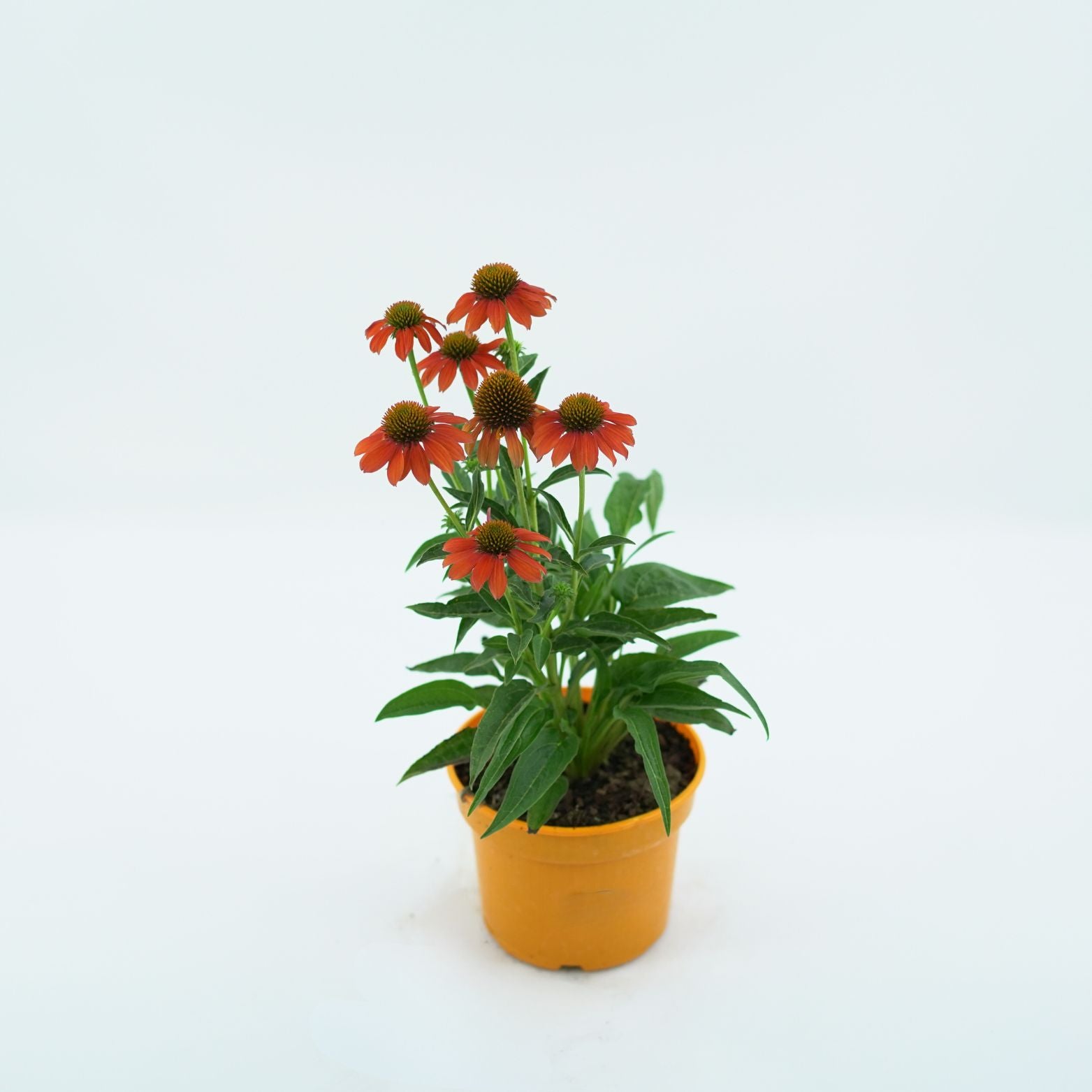 ECHINACEA PURPUREA 'SUNSEEKERS' Jeżówka purpurowa