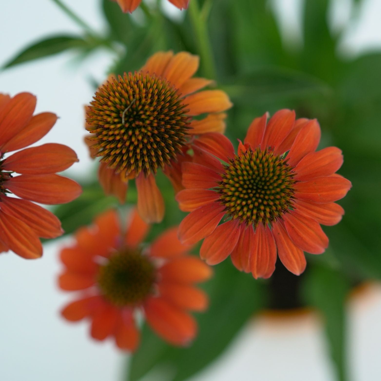 ECHINACEA PURPUREA 'SUNSEEKERS' Jeżówka purpurowa