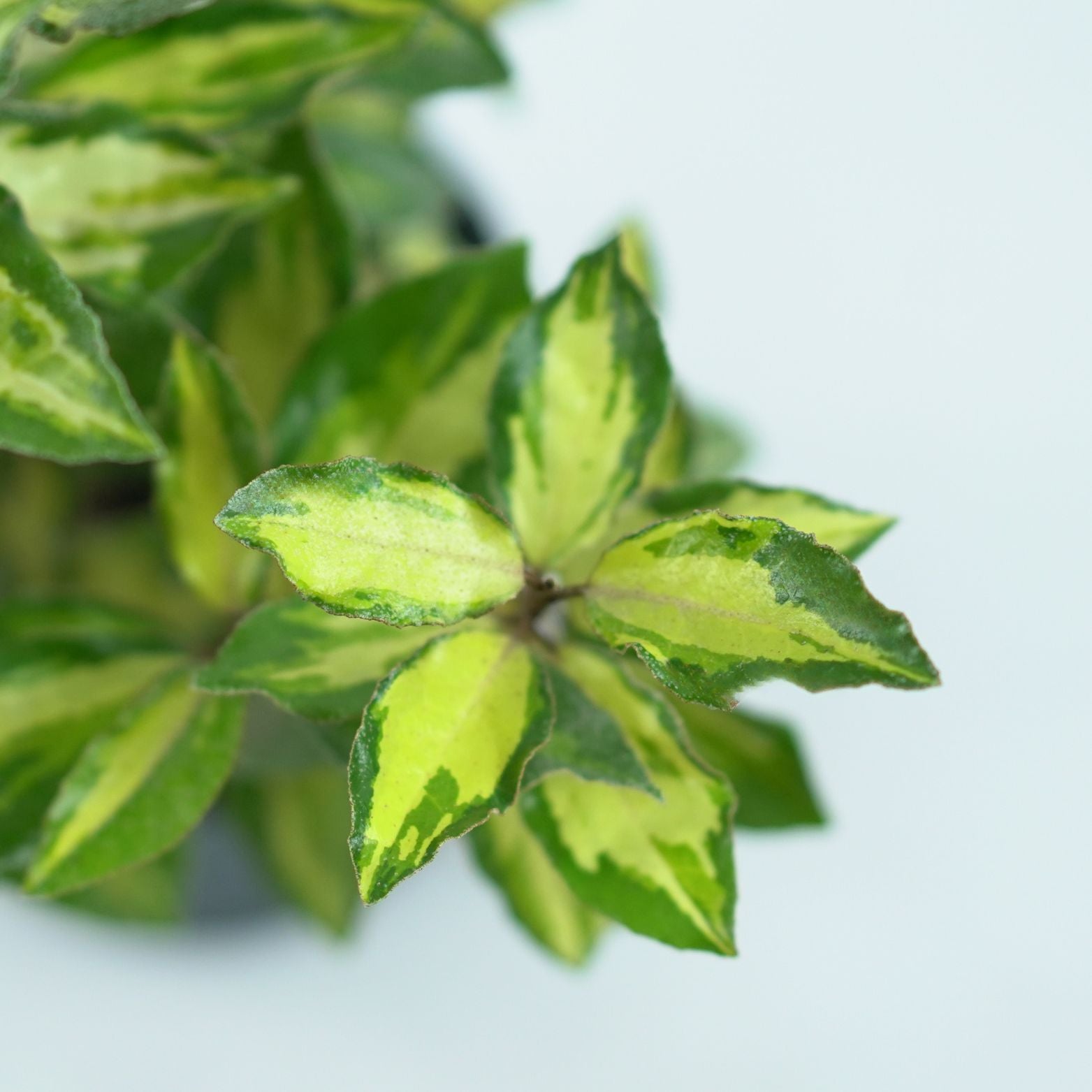 ELAEAGNUS EBBINGEI 'GILT EDGE' Oliwnik