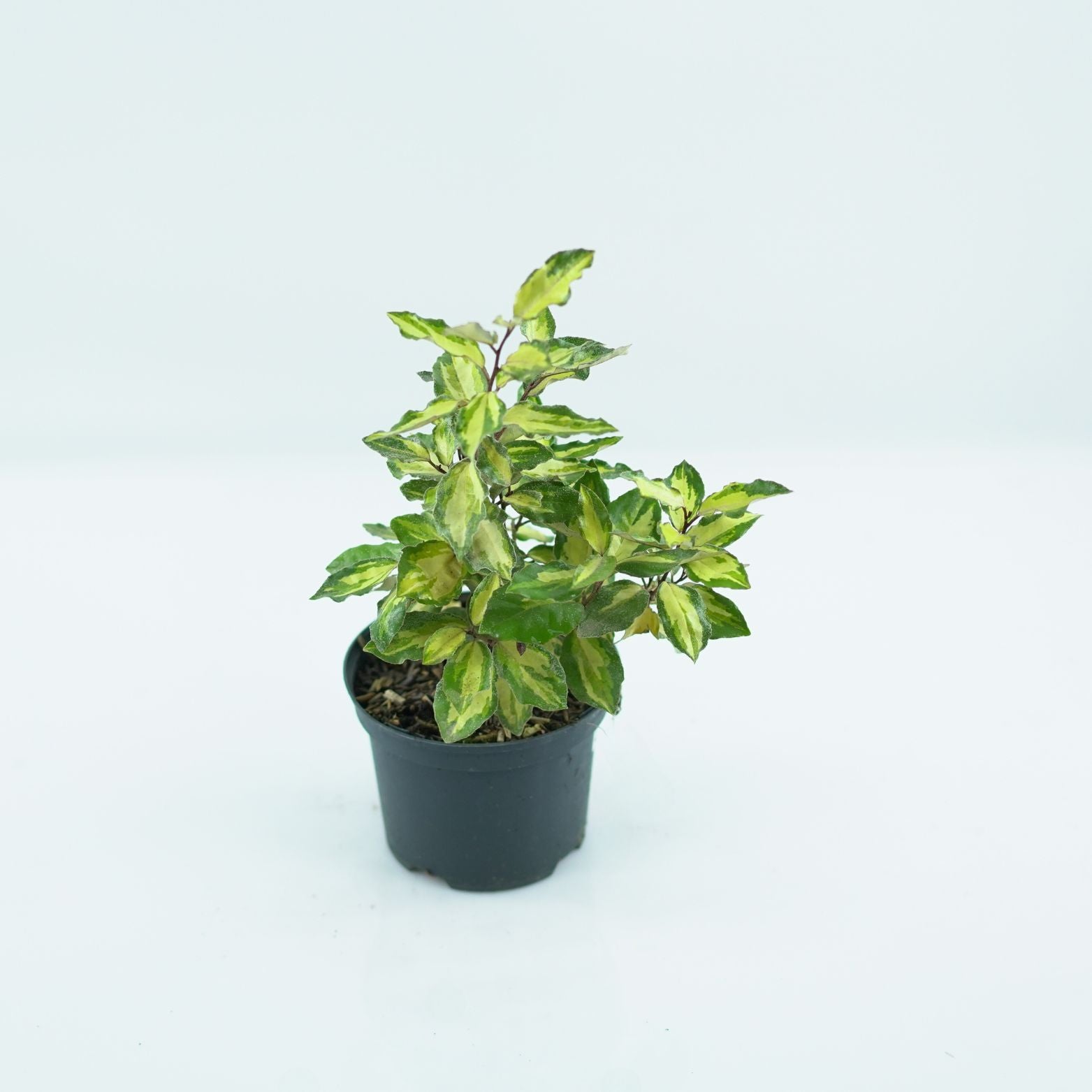 ELAEAGNUS EBBINGEI 'GILT EDGE' Oliwnik