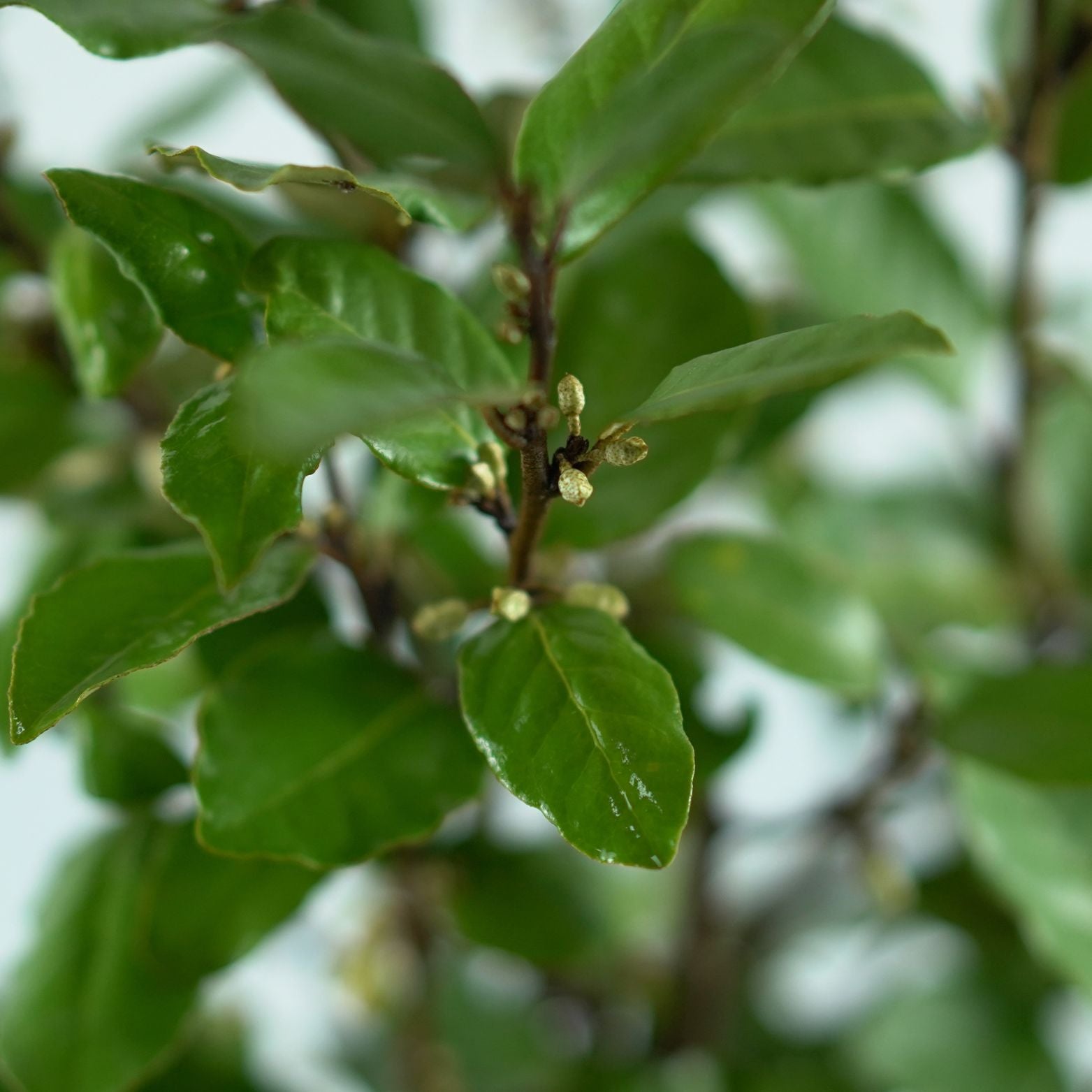 ELAEAGNUS EBBINGEI 'Compacta' Oliwnik