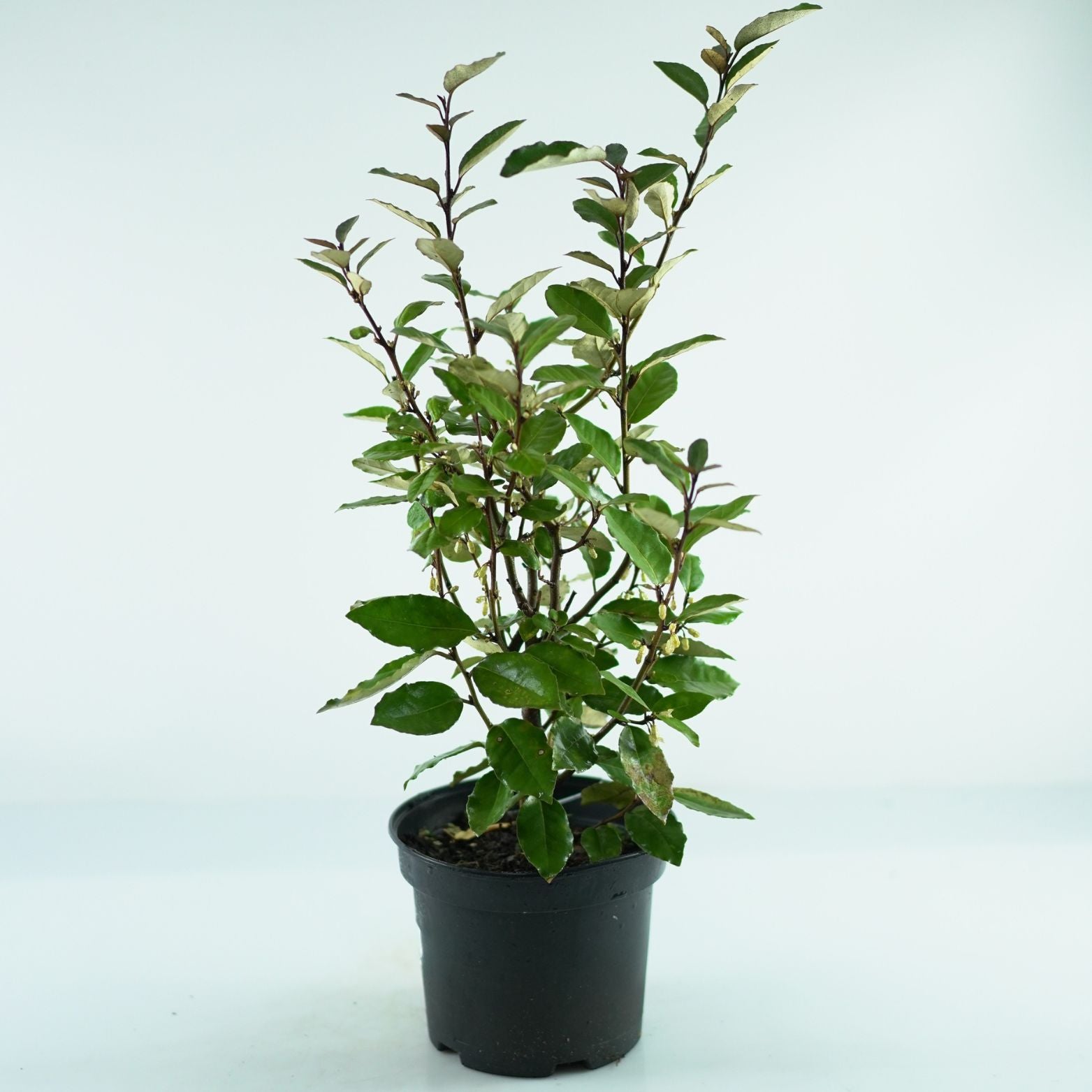 ELAEAGNUS EBBINGEI 'Compacta' Oliwnik