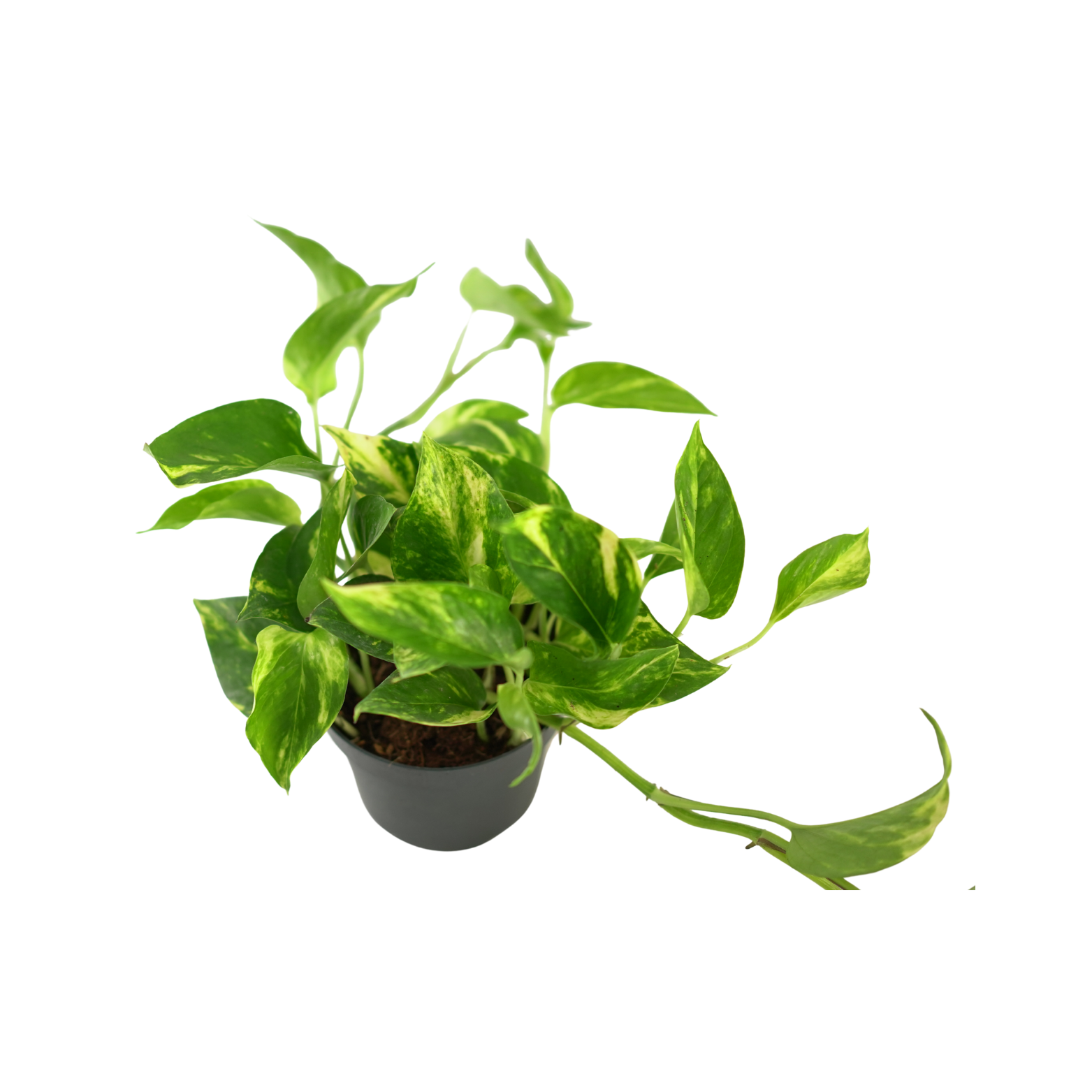 EPIPREMNUM PINNATUM 'AUREUM' Epipremnum złociste