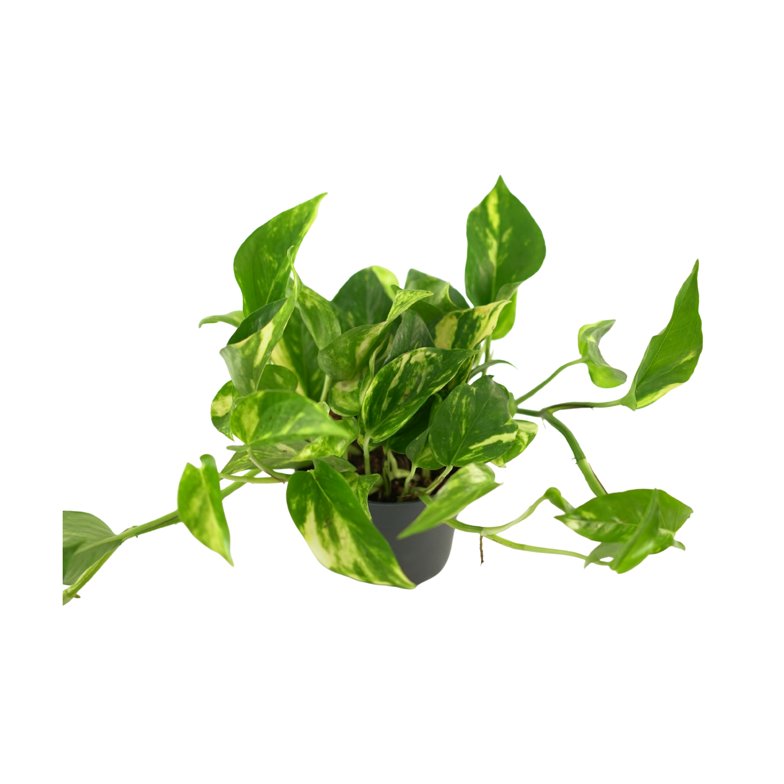 EPIPREMNUM PINNATUM 'AUREUM' Epipremnum złociste