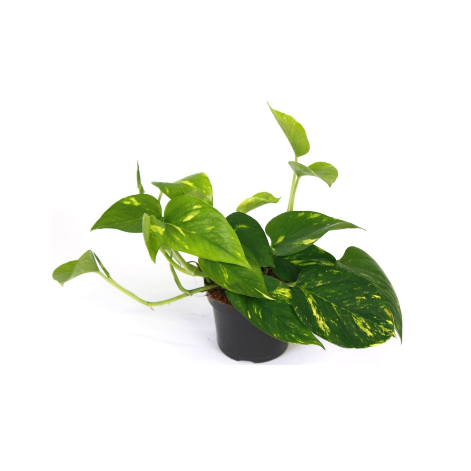 EPIPREMNUM PINNATUM 'AUREUM' Epipremnum złociste