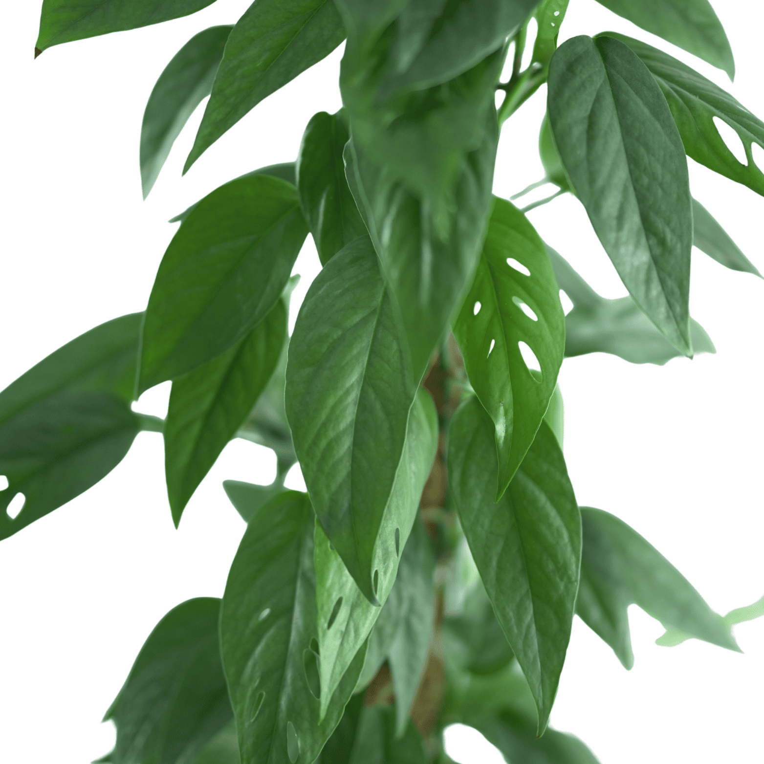 EPIPREMNUM PINNATUM 'CEBU BLUE' Epipremnum złociste, scindapsus