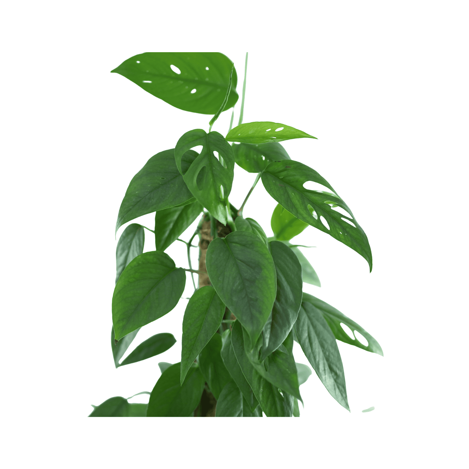 EPIPREMNUM PINNATUM 'CEBU BLUE' Epipremnum złociste, scindapsus