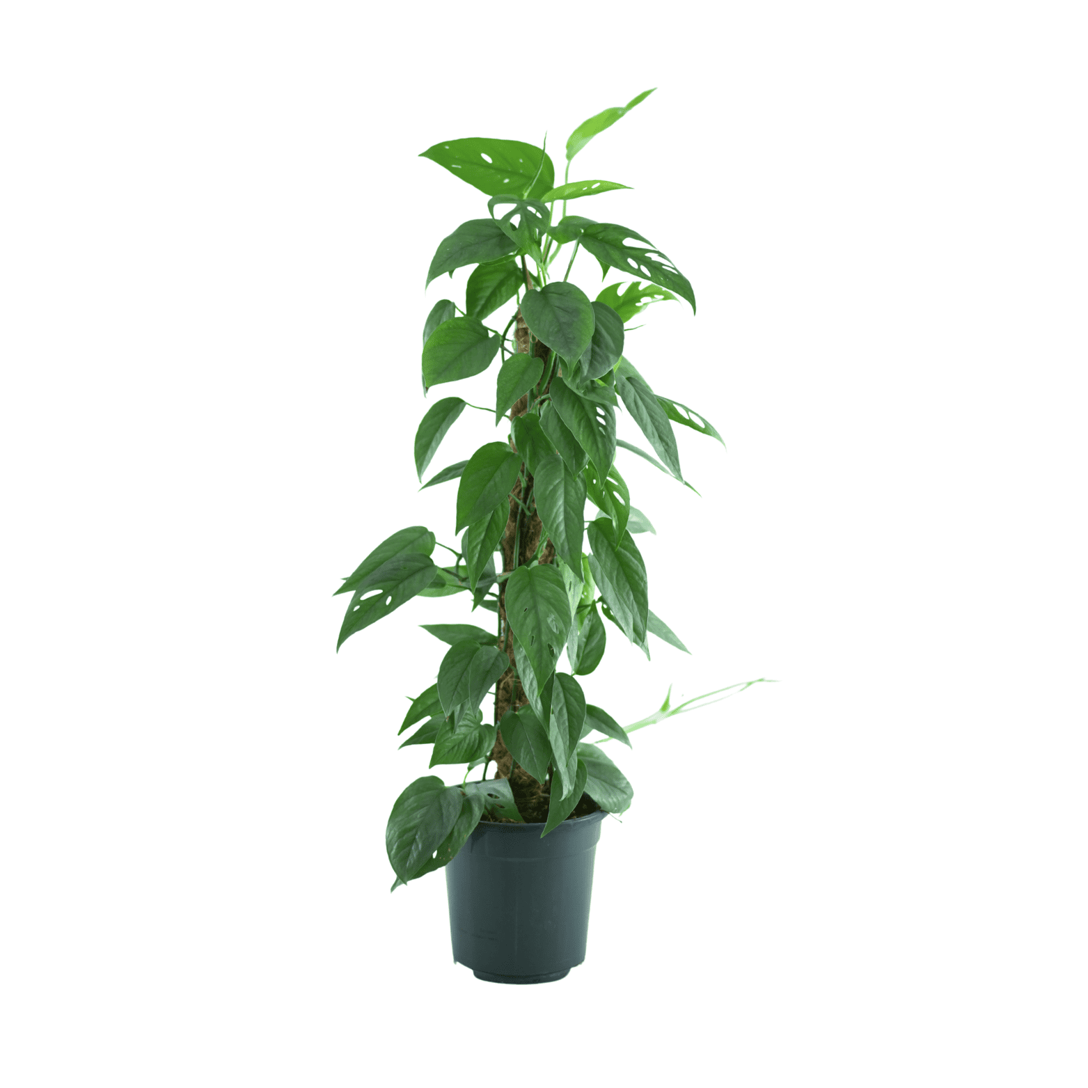 EPIPREMNUM PINNATUM 'CEBU BLUE' Epipremnum złociste, scindapsus