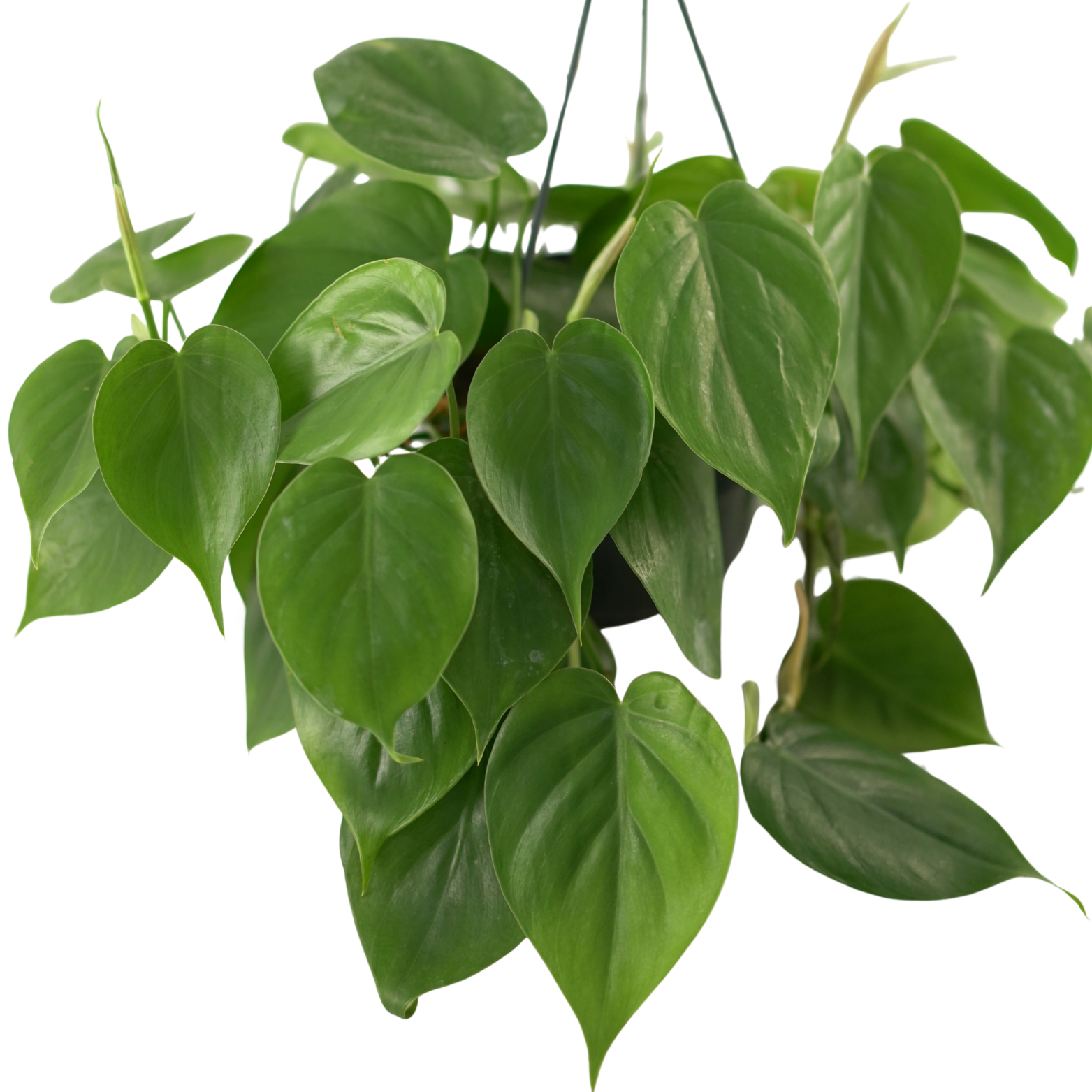 EPIPREMNUM PINNATUM Epipremnum złociste