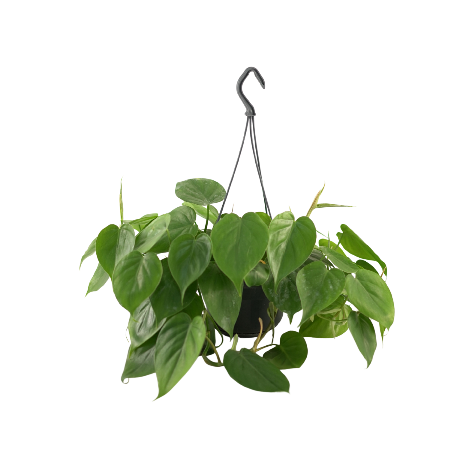 EPIPREMNUM PINNATUM Epipremnum złociste