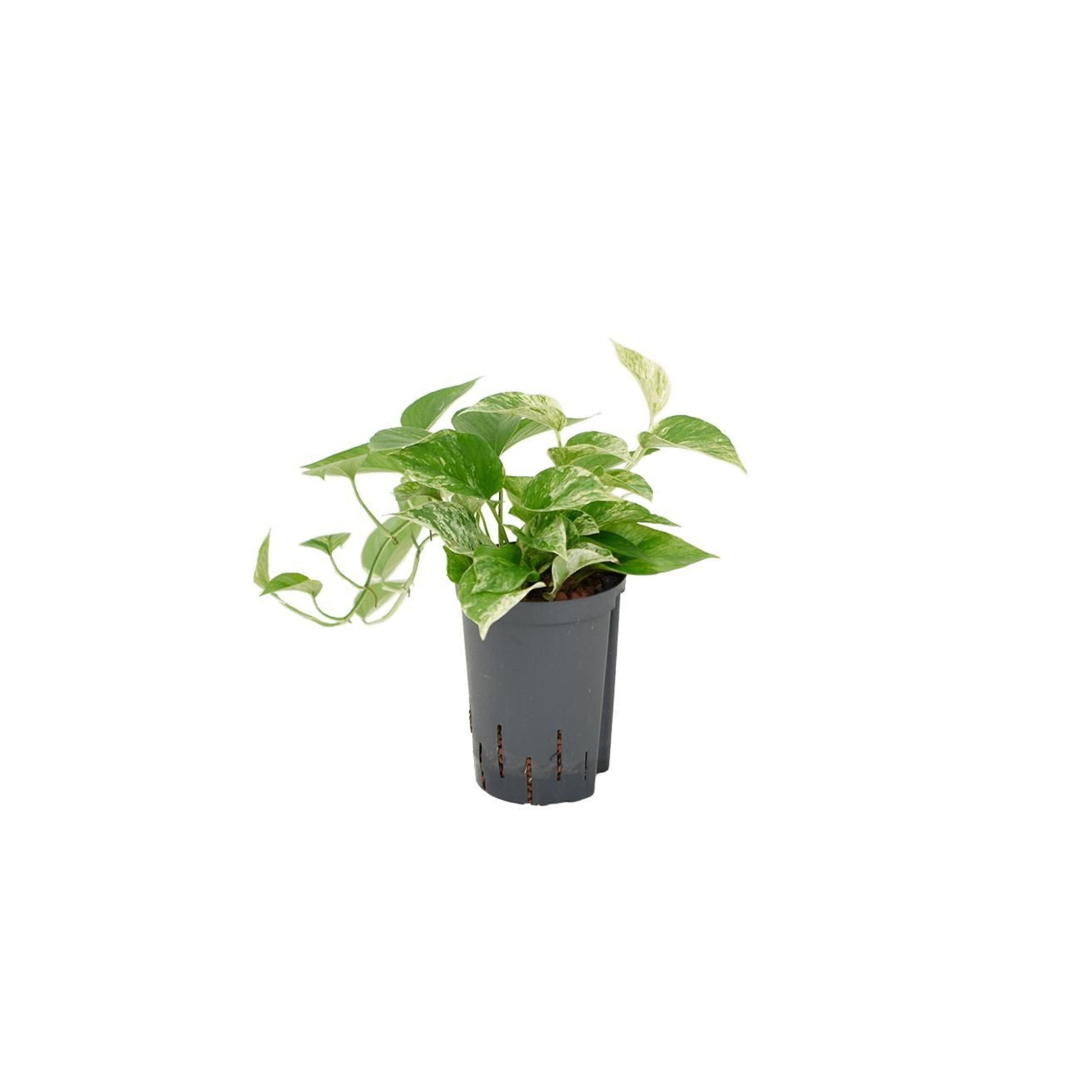 EPIPREMNUM PINNATUM 'MARBLE QUEEN' Epipremnum złociste w hydroponice