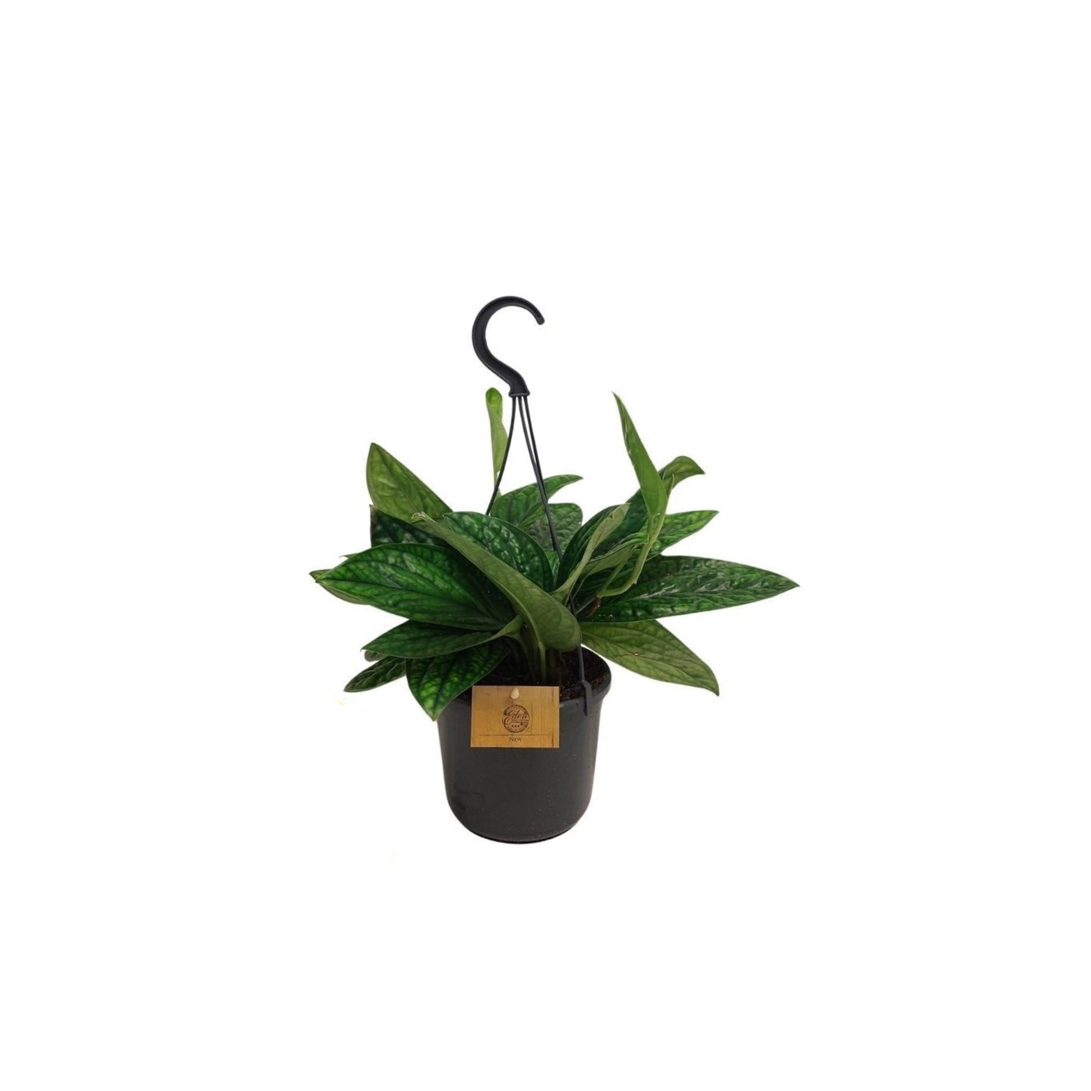 EPIPREMNUM 'MARBLE PLANET' Epipremnum