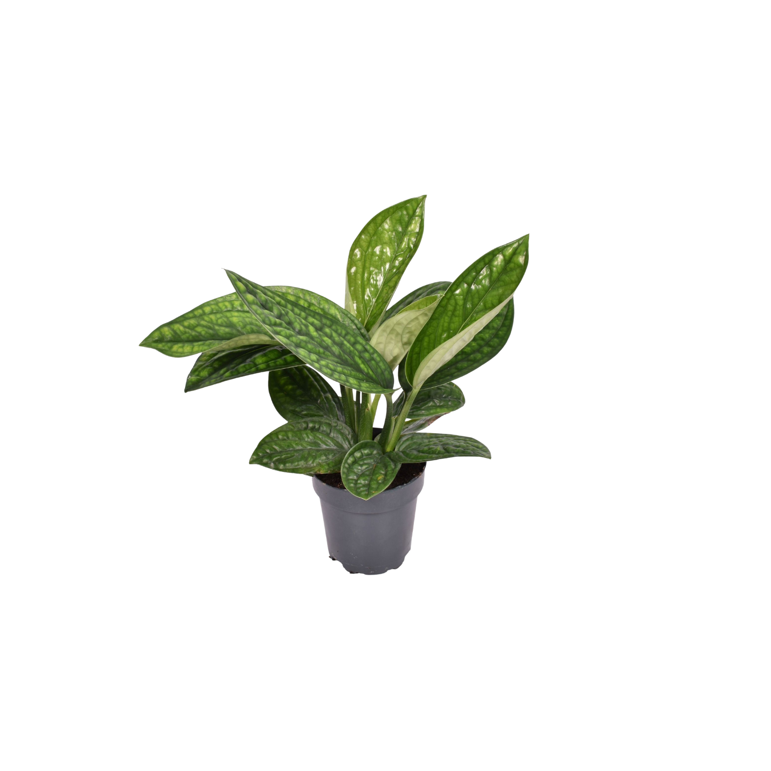 EPIPREMNUM 'MARBLE PLANET' Epipremnum