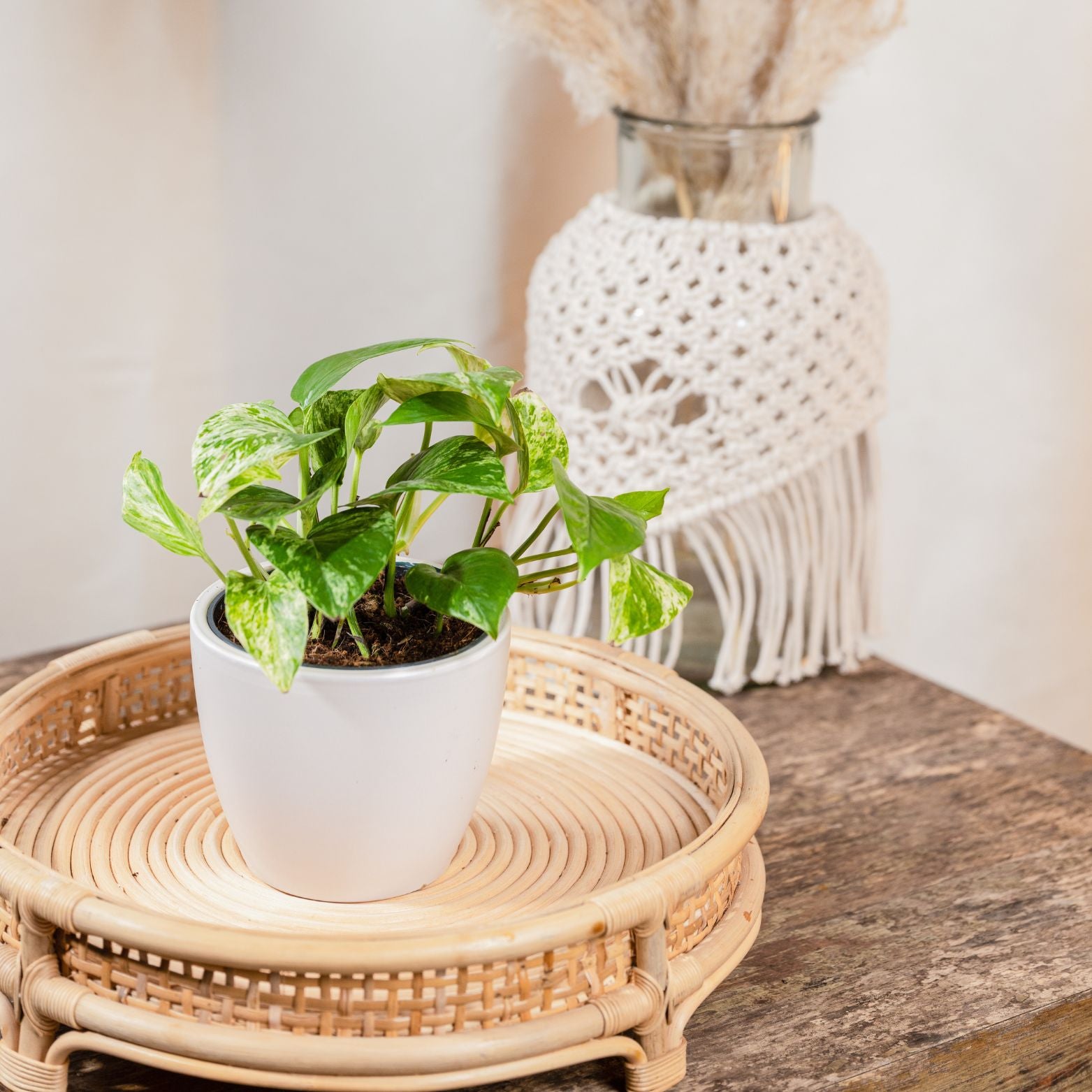 EPIPREMNUM PINNATUM 'MARBLE QUEEN' Epipremnum złociste scindapsus