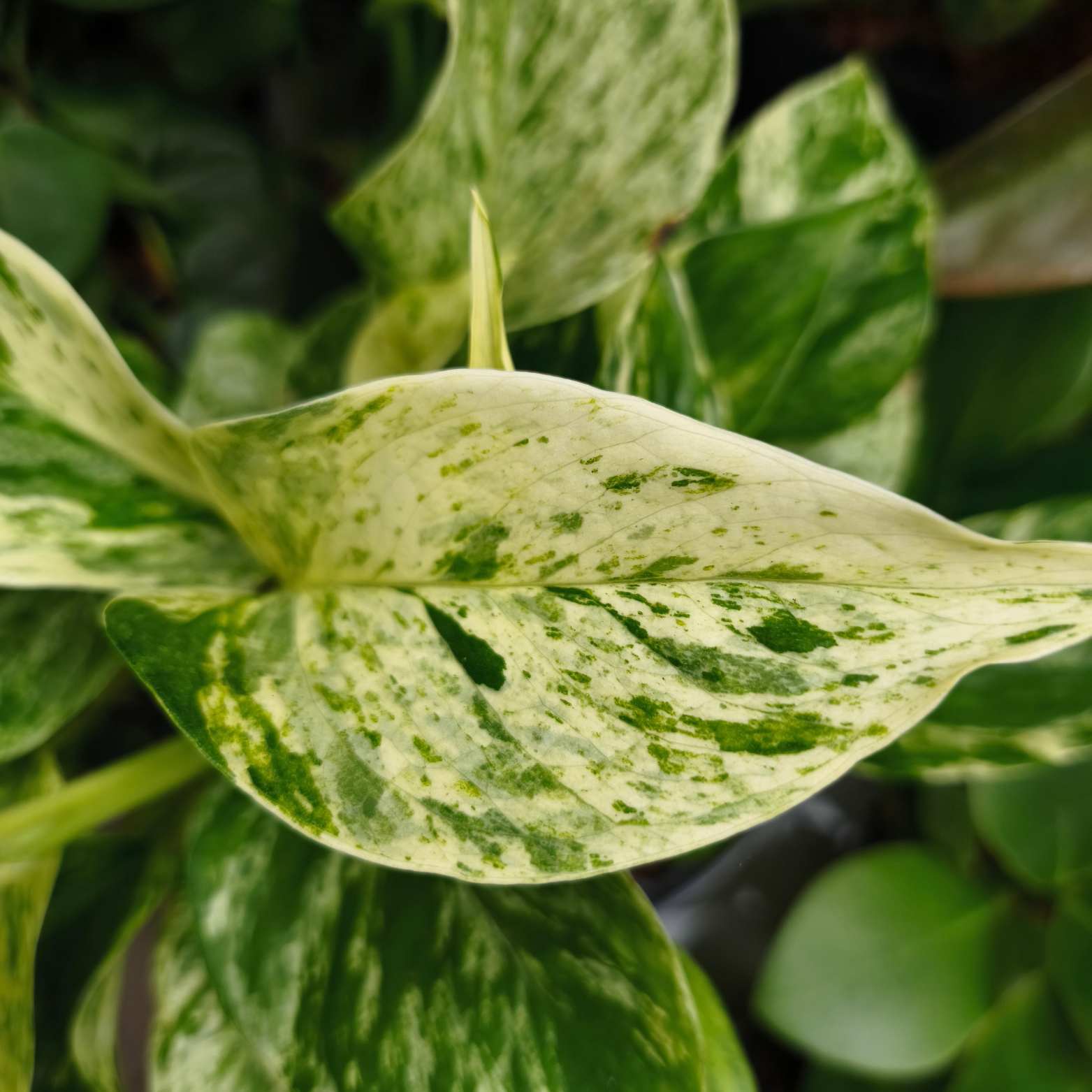 EPIPREMNUM PINNATUM 'MARBLE QUEEN' Epipremnum złociste w hydroponice