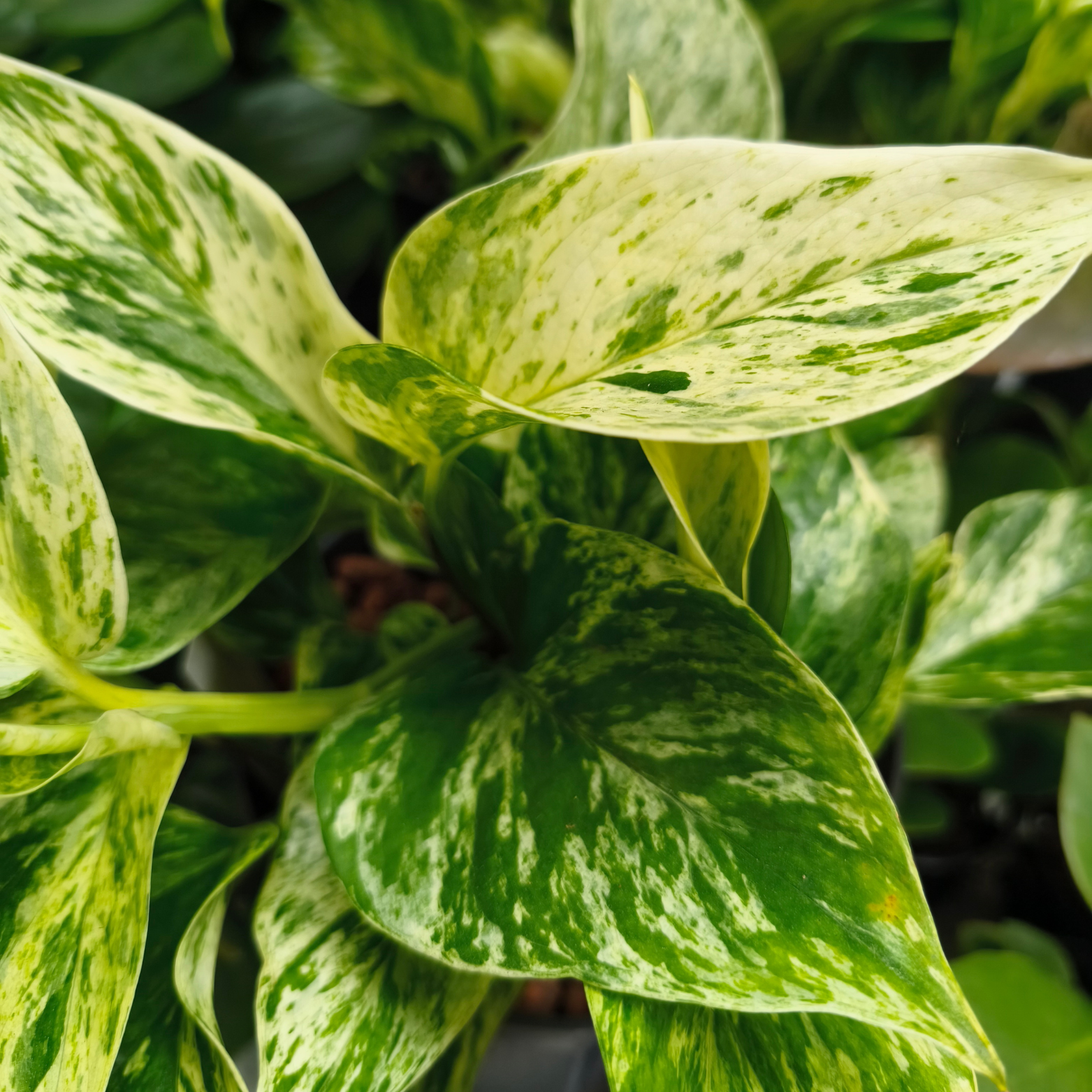 EPIPREMNUM PINNATUM 'MARBLE QUEEN' Epipremnum złociste w hydroponice