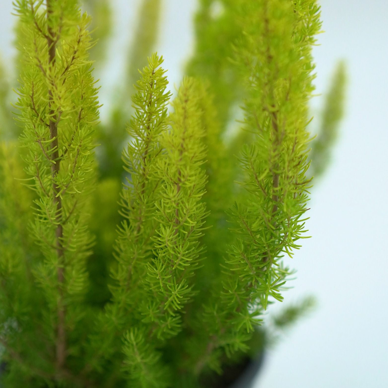  ERICA ARBOREA 'ALBERT'S GOLD' Wrzosiec drzewiasty