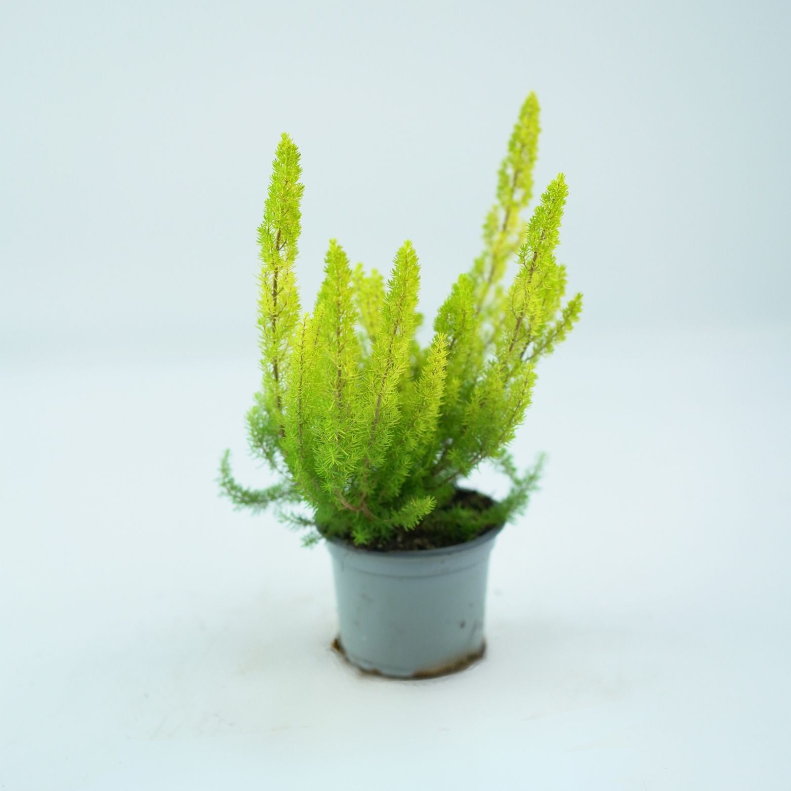  ERICA ARBOREA 'ALBERT'S GOLD' Wrzosiec drzewiasty