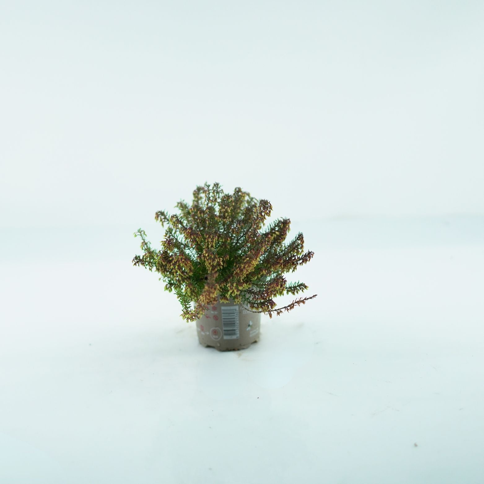 Erica Carnea 'Winter Ladies' Wrzosiec
