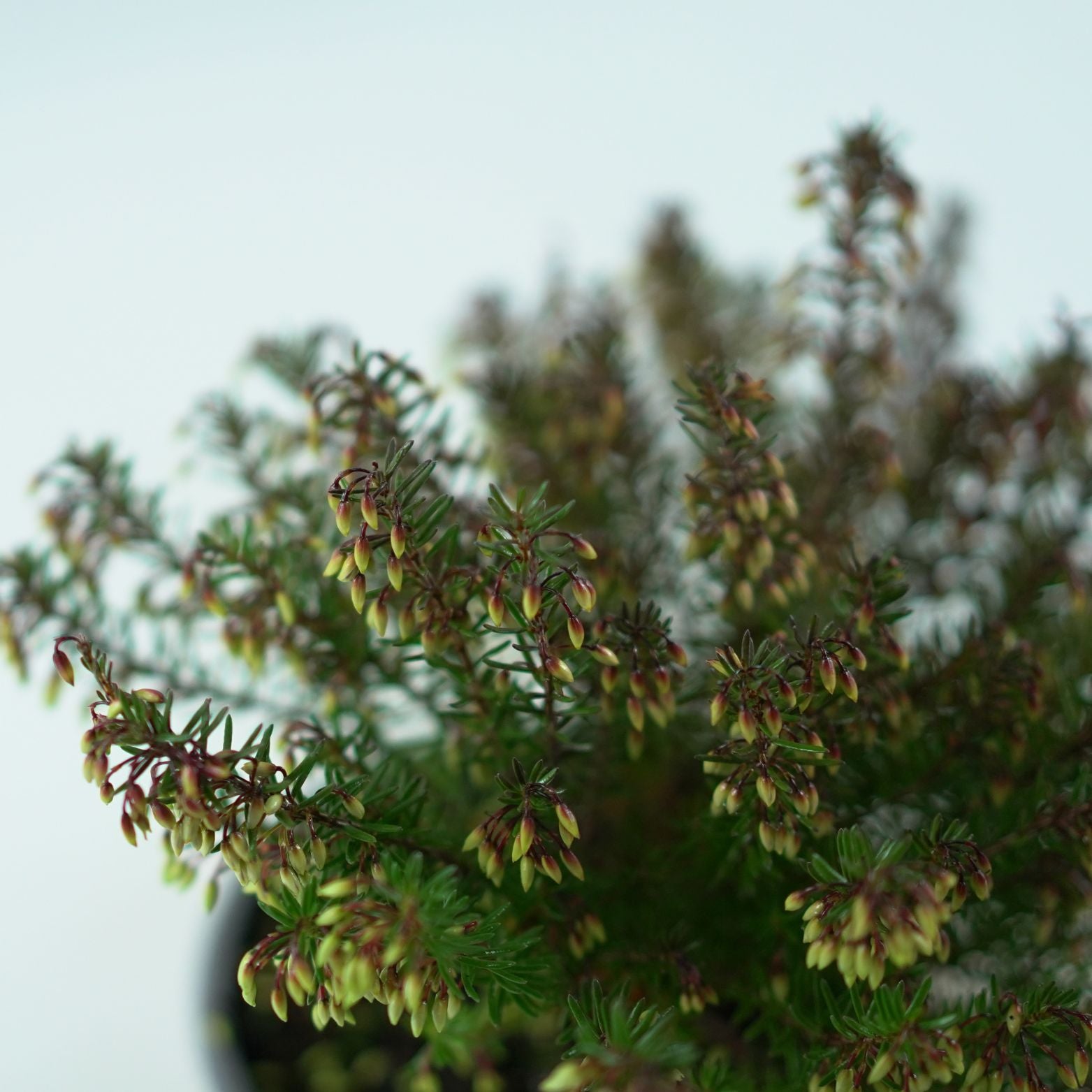 Hortorus