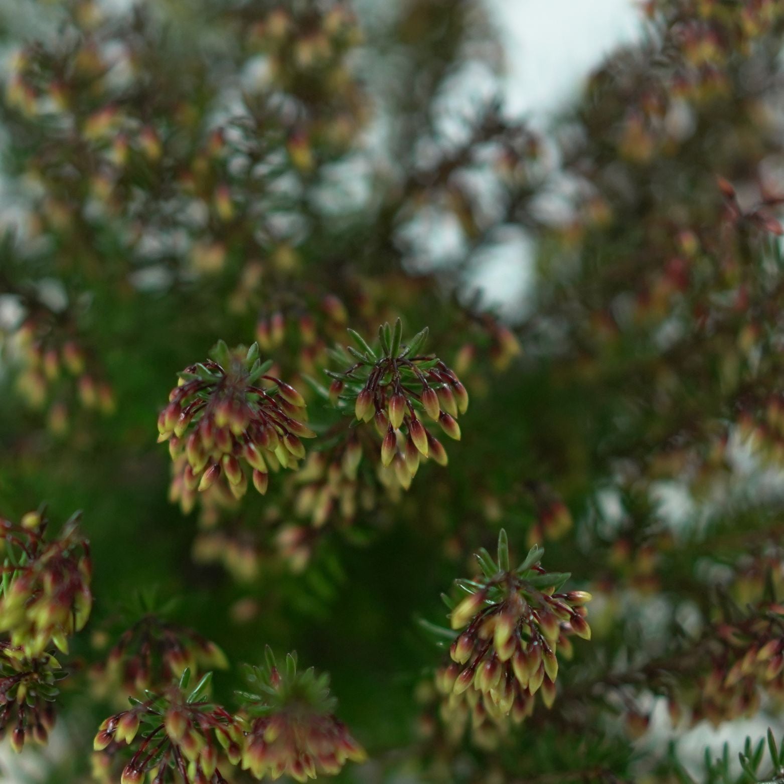Erica Carnea 'Winter Ladies' Wrzosiec