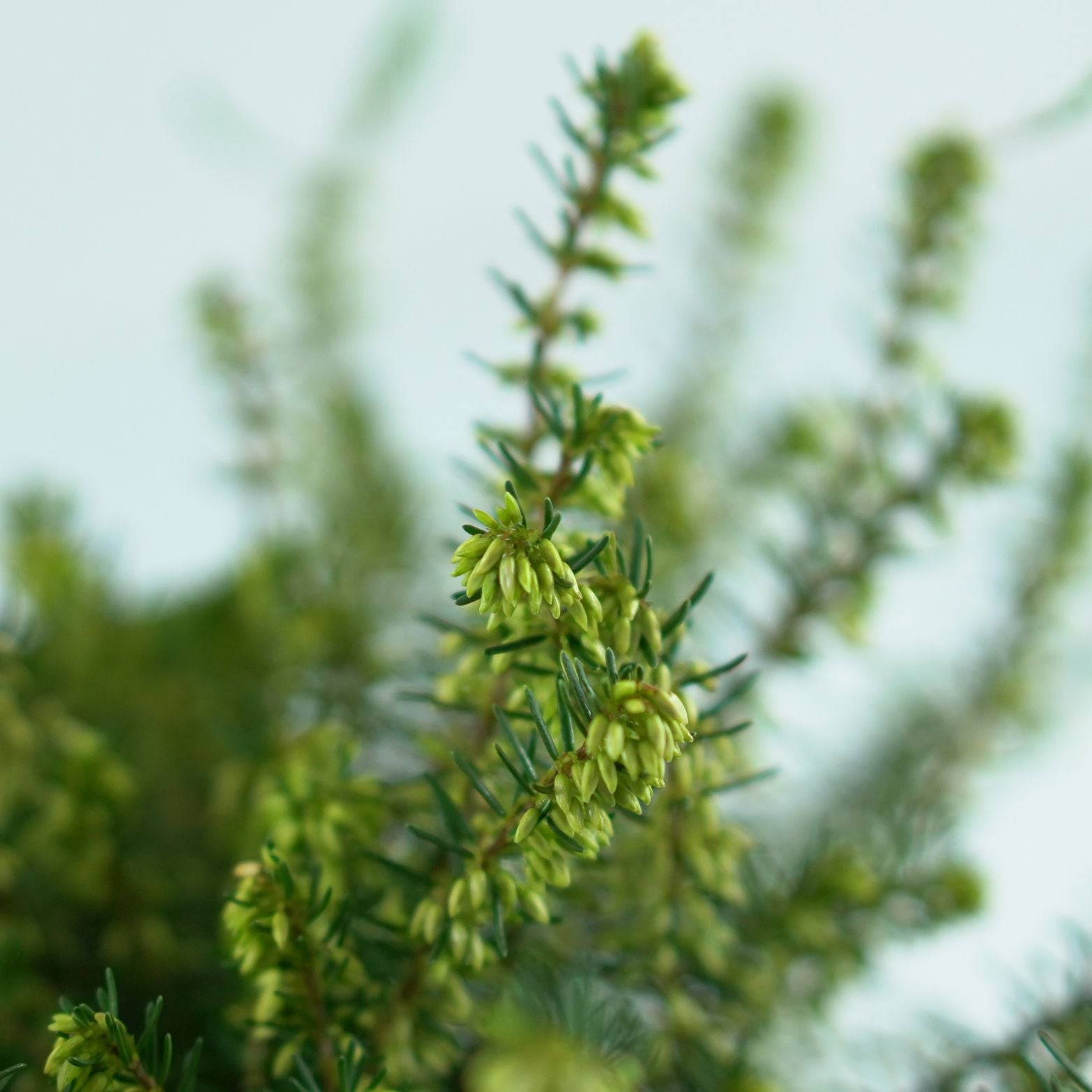 Erica Darleyensis 'Darley Dale' Wrzosiec darlejski