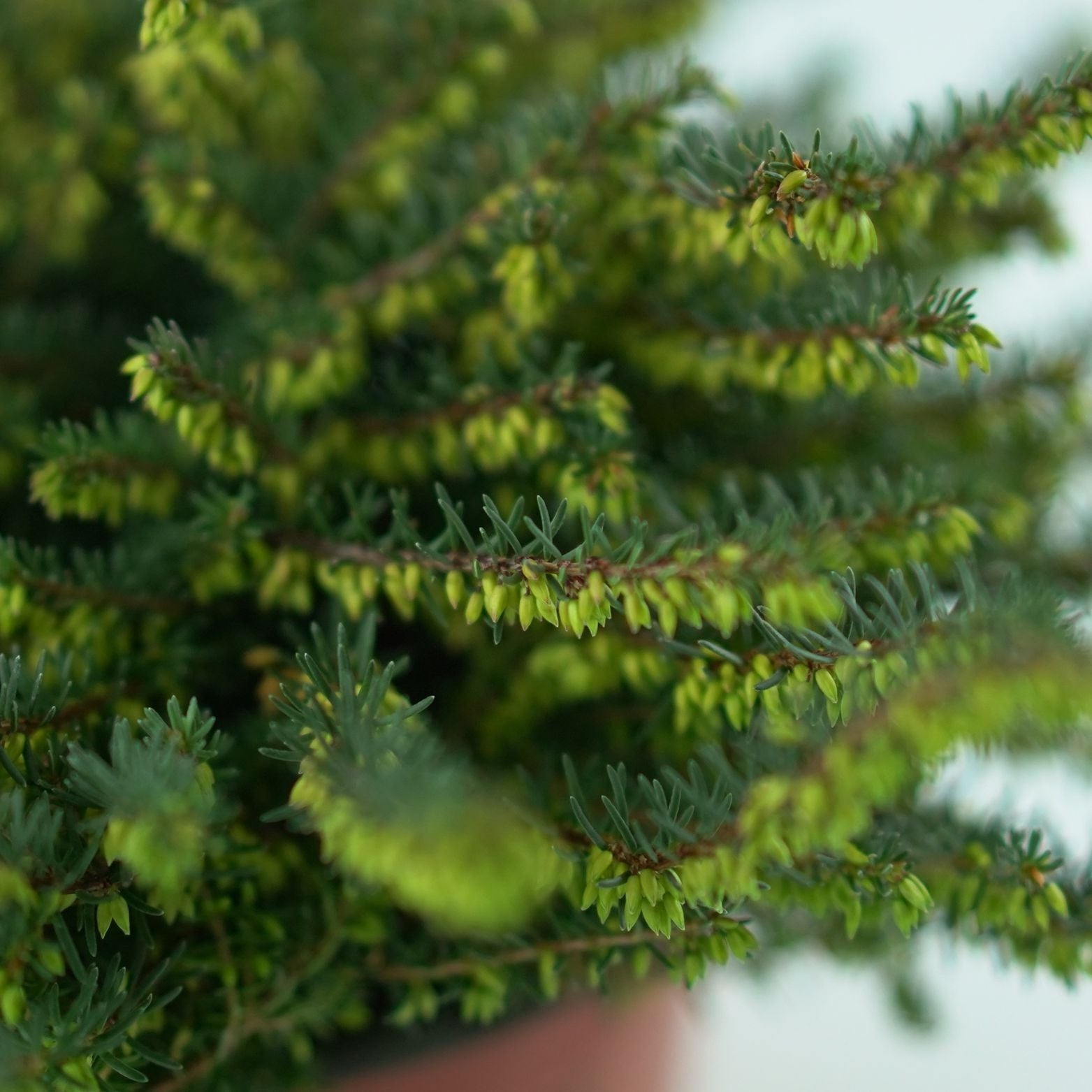 ERICA DARLEYENSIS 'Kramer's Rote' Wrzosiec darlejski