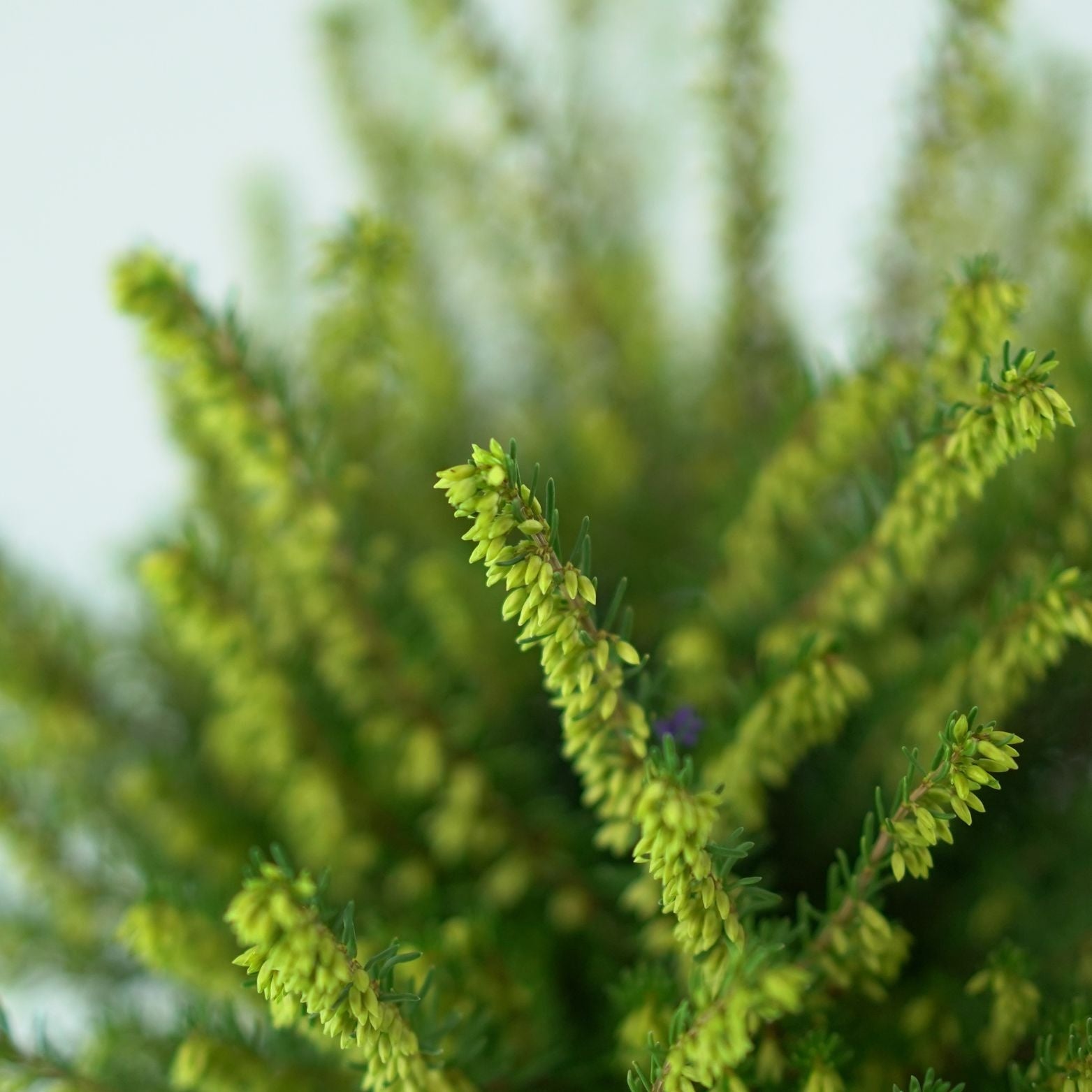 ERICA DARLEYENSIS 'White Perfection' Wrzosiec darlejski