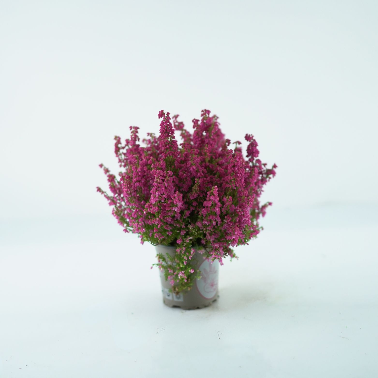 Erica Gracilis