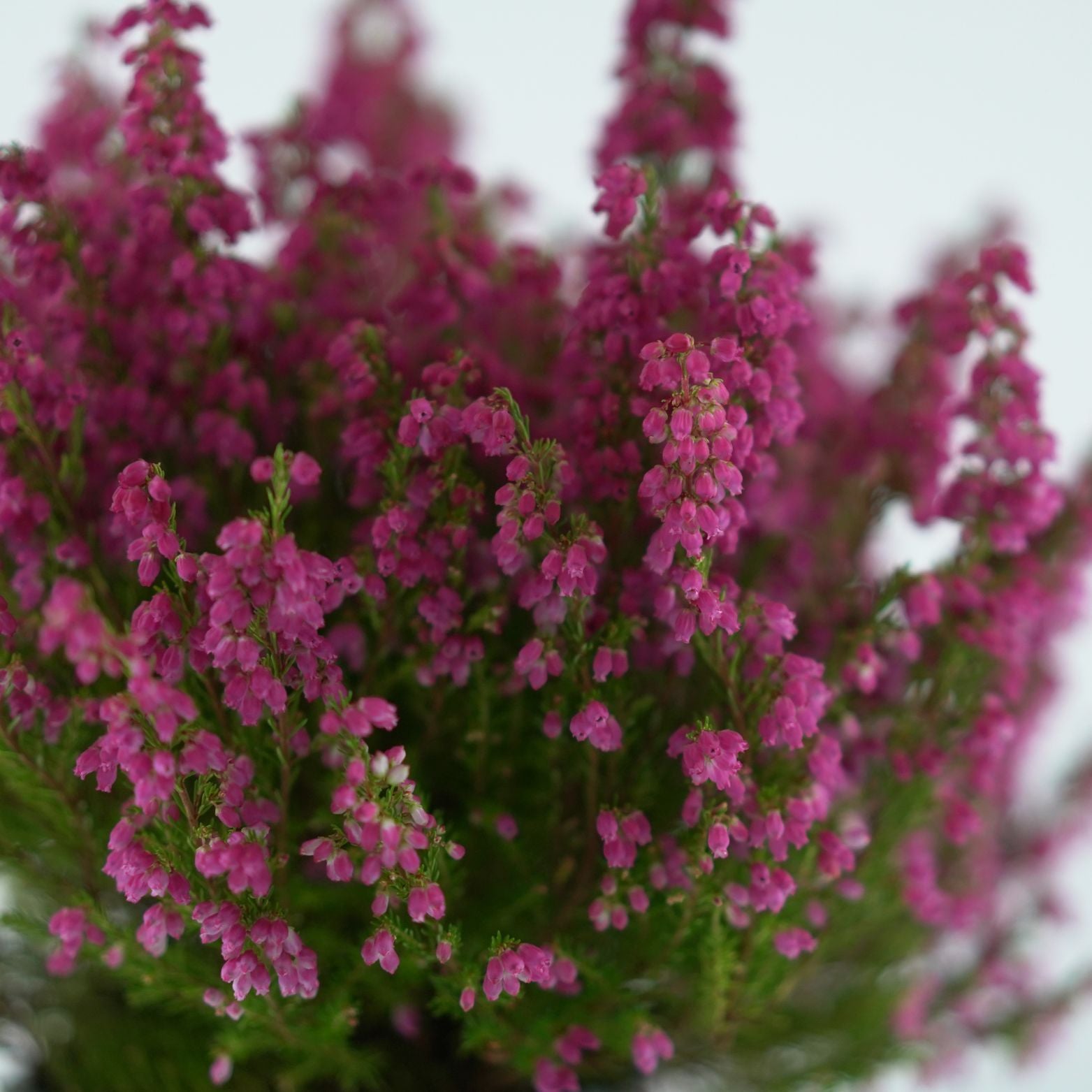 Erica Gracilis