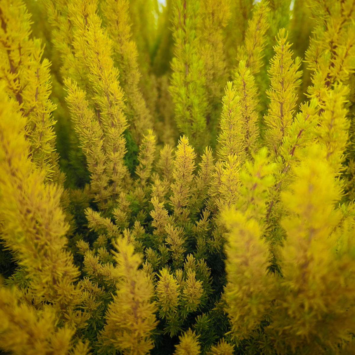 ERICA ARBOREA 'ALBERT'S GOLD' Wrzosiec drzewiasty