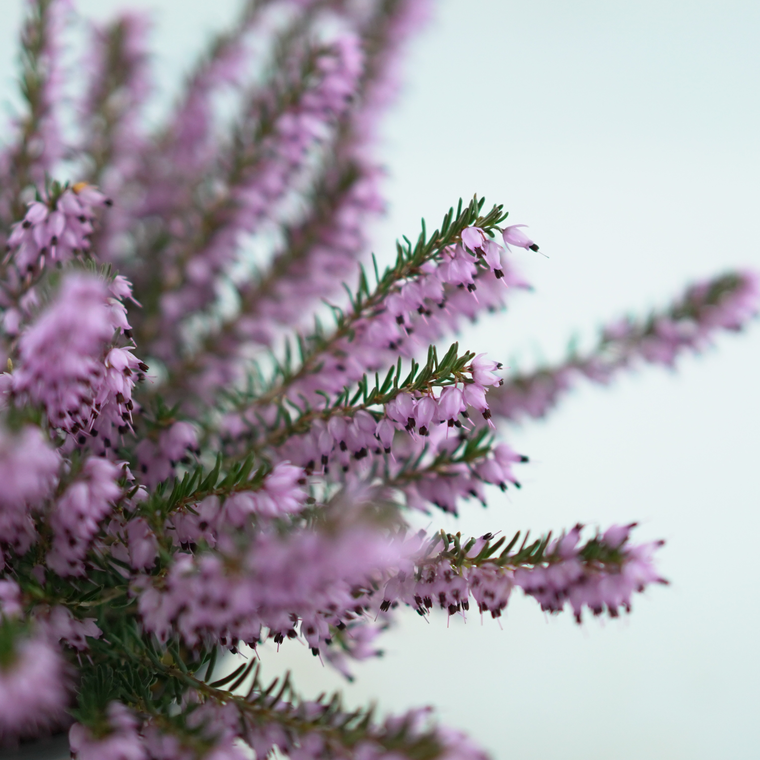 ERICA DARLEYENSIS Wrzosiec darlejski