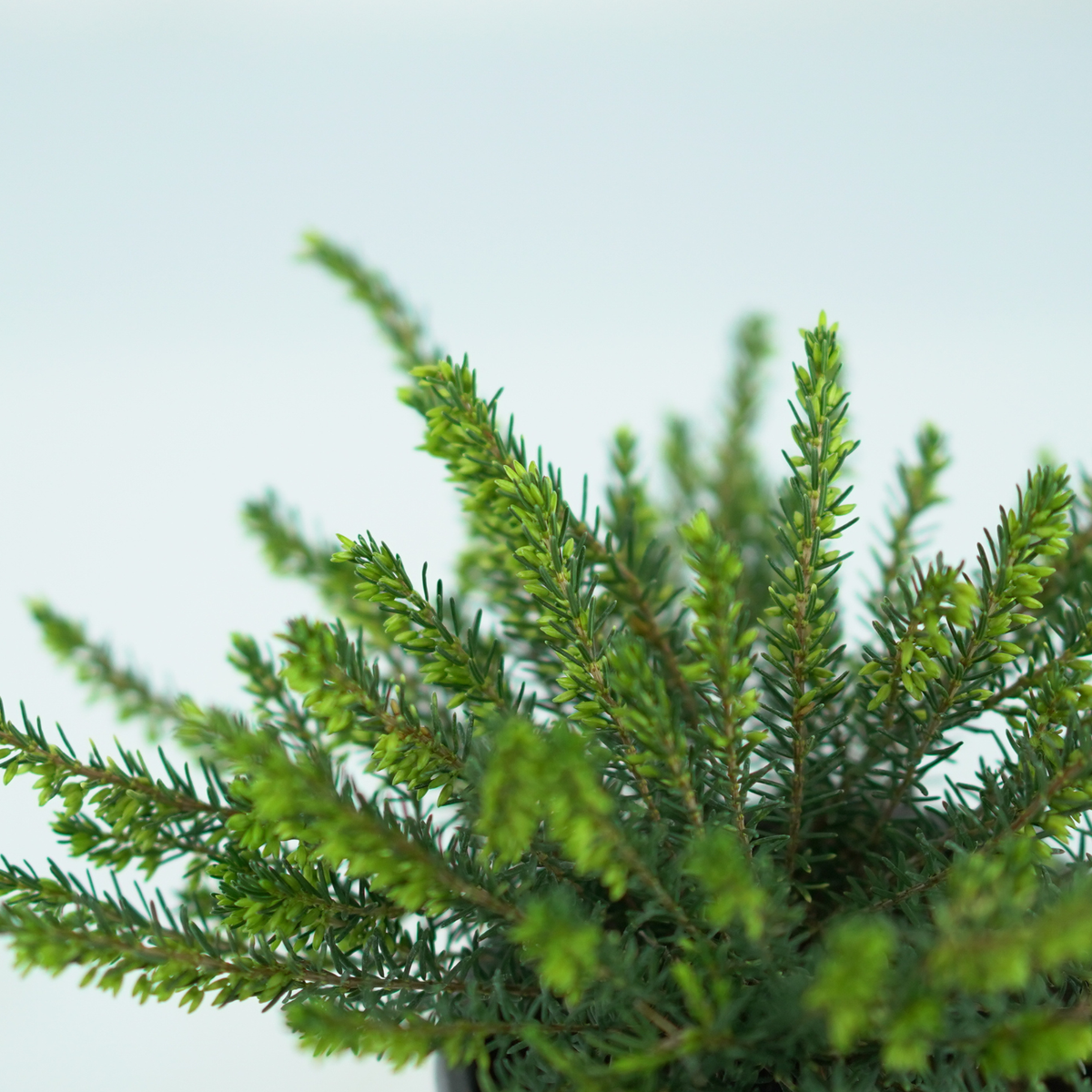 ERICA DARLEYENSIS Wrzosiec darlejski