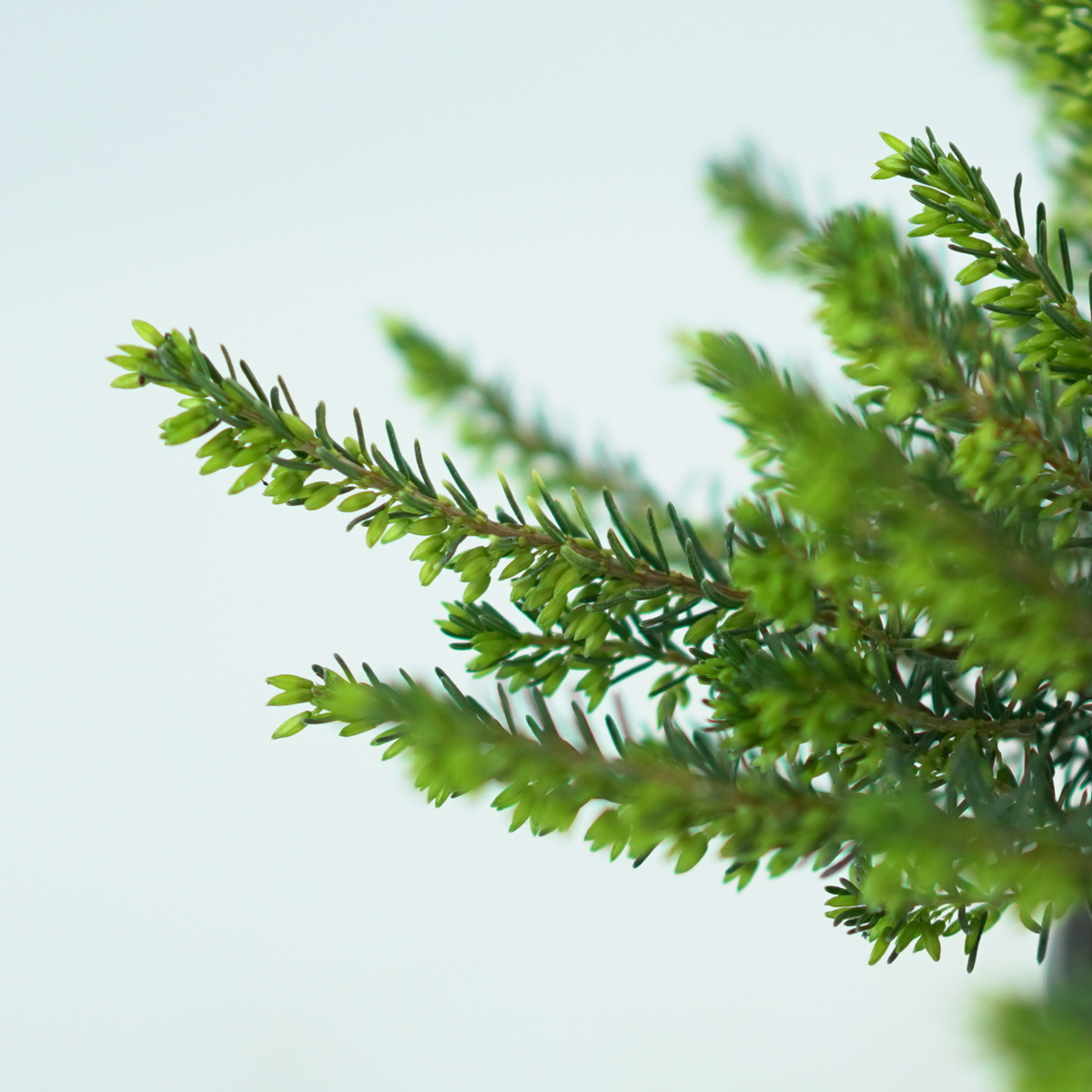 ERICA DARLEYENSIS Wrzosiec darlejski