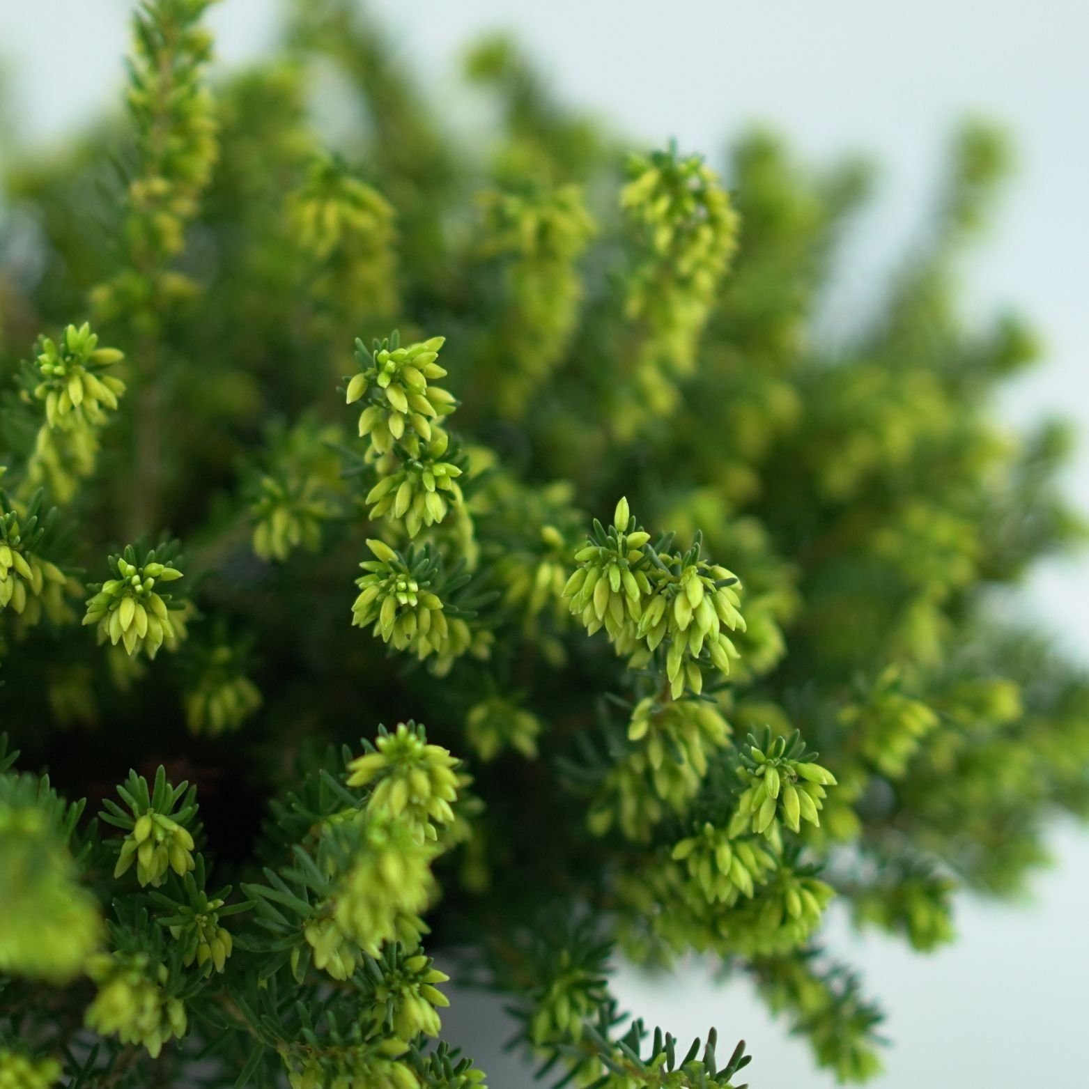 ERICA DARLEYENSIS Wrzosiec darlejski