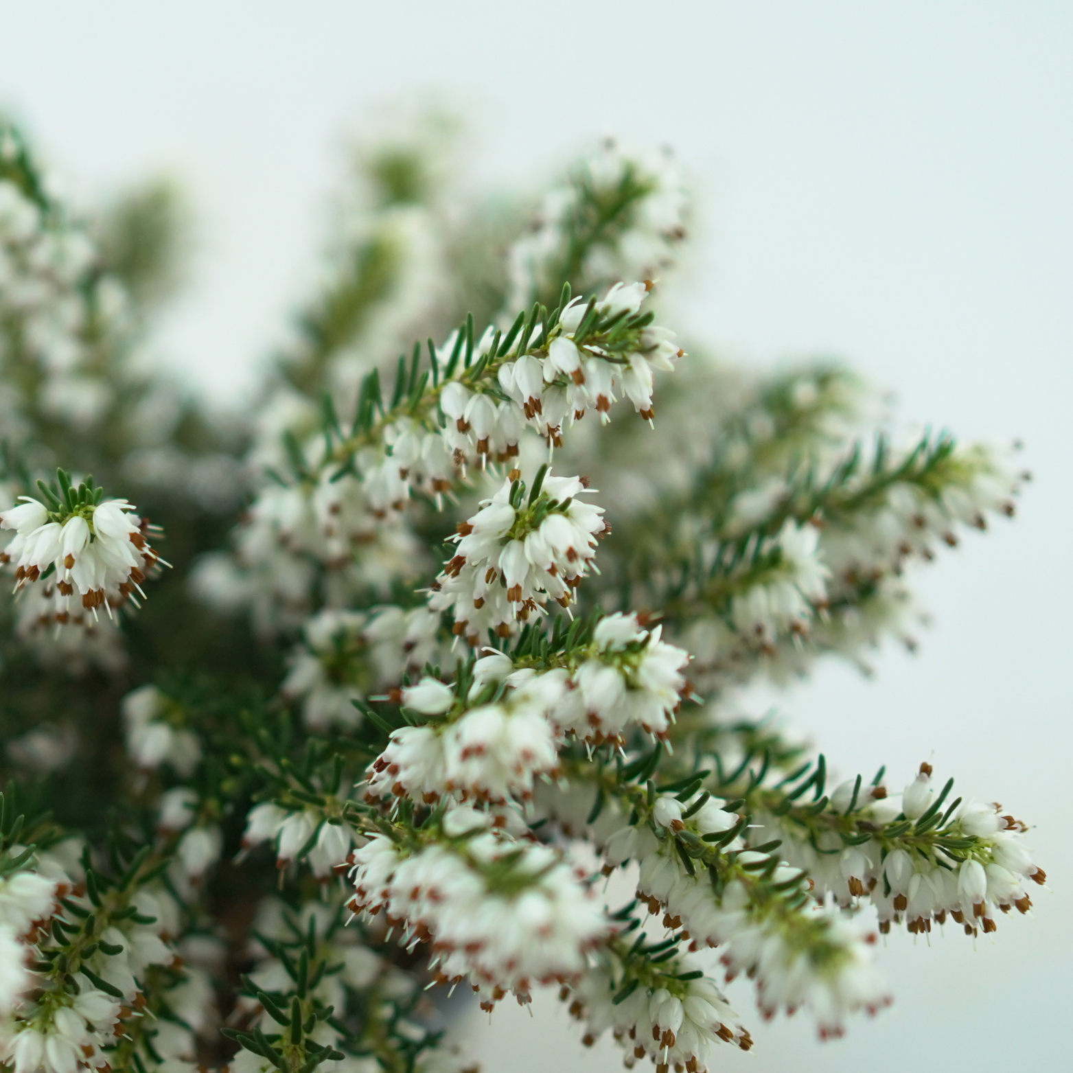 ERICA DARLEYENSIS Wrzosiec darlejski