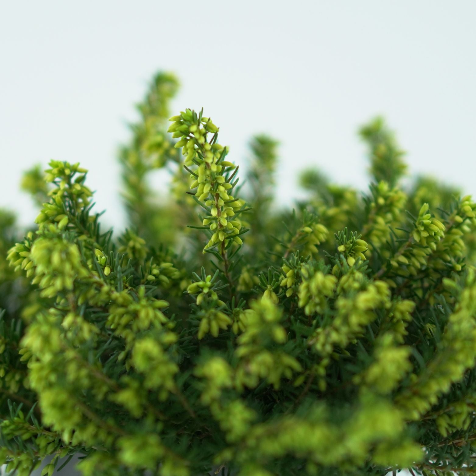 ERICA DARLEYENSIS Wrzosiec darlejski