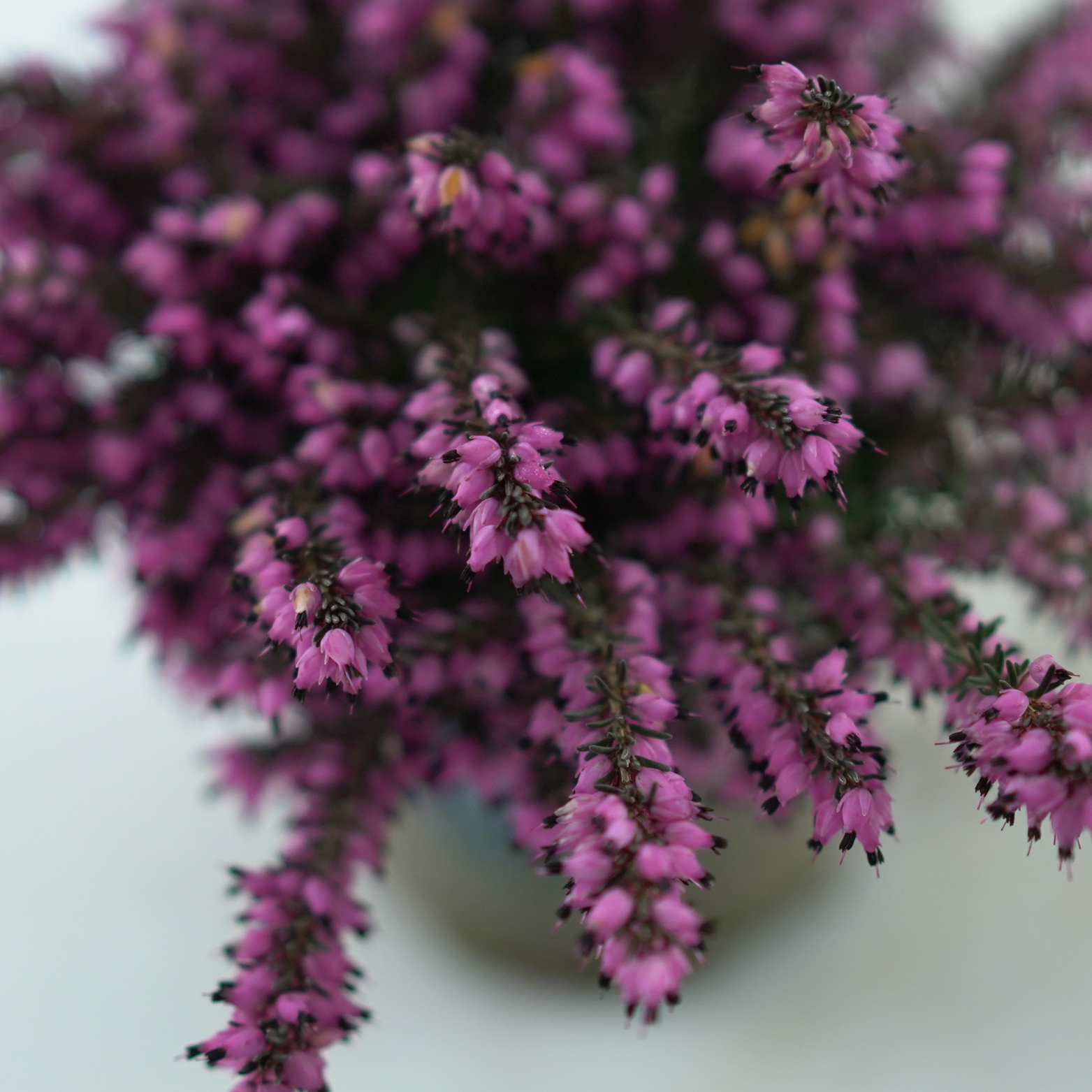 ERICA DARLEYENSIS Wrzosiec darlejski