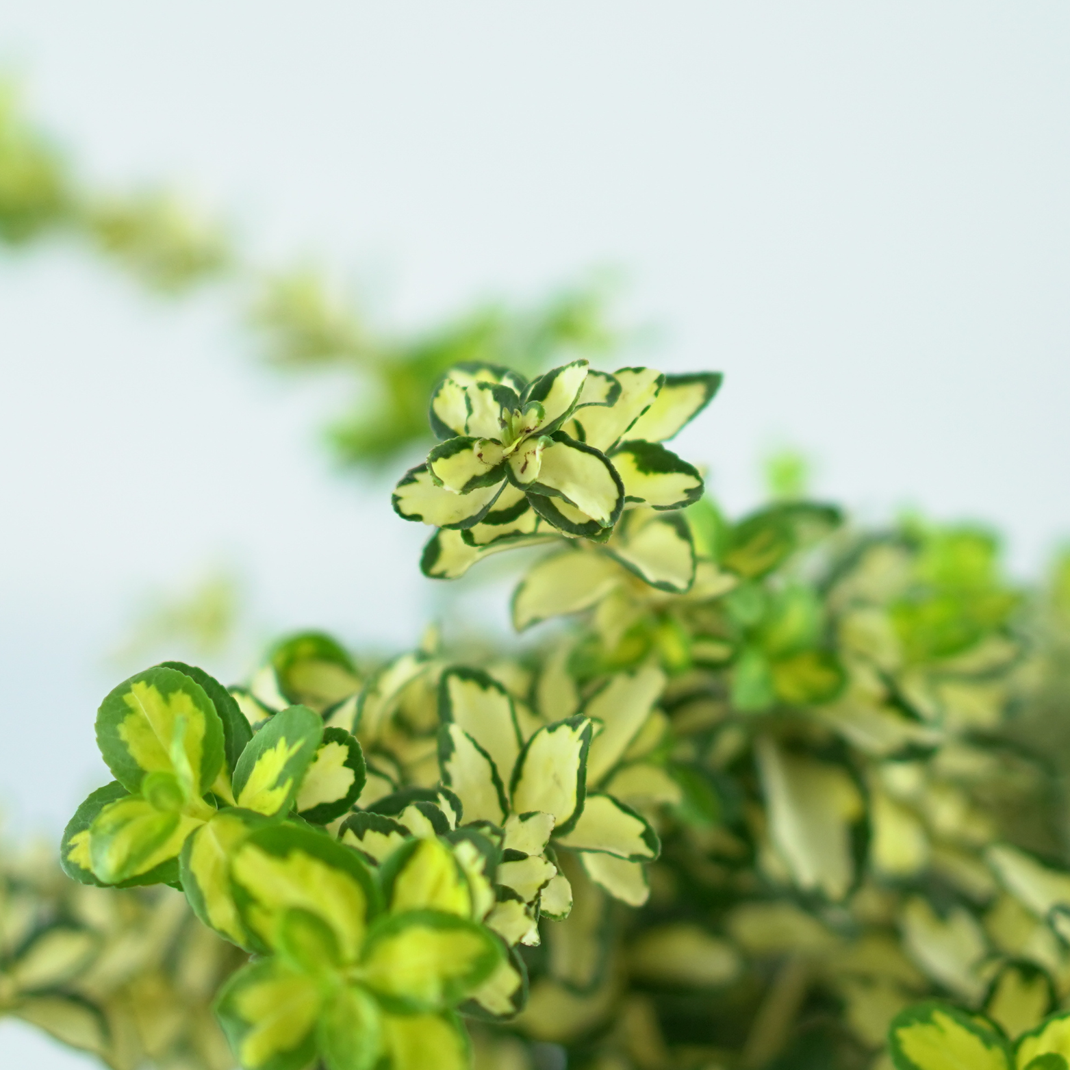 EUONYMUS FORTUNEI 'BLONDY' Trzmielina