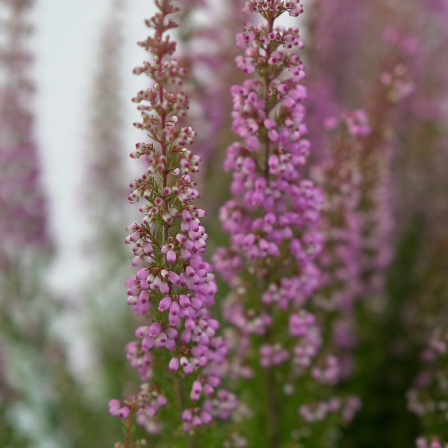 ERICA GRACILIS 'BEAUTY QUEEN SOFIE'  Wrzosiec delikatny