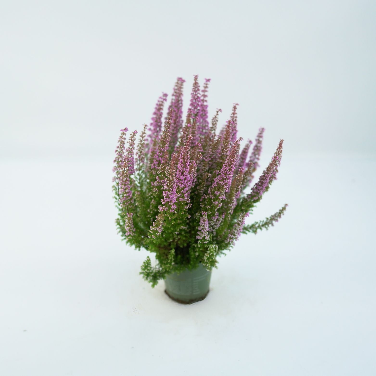 ERICA GRACILIS 'BEAUTY QUEEN SOFIE'  Wrzosiec delikatny