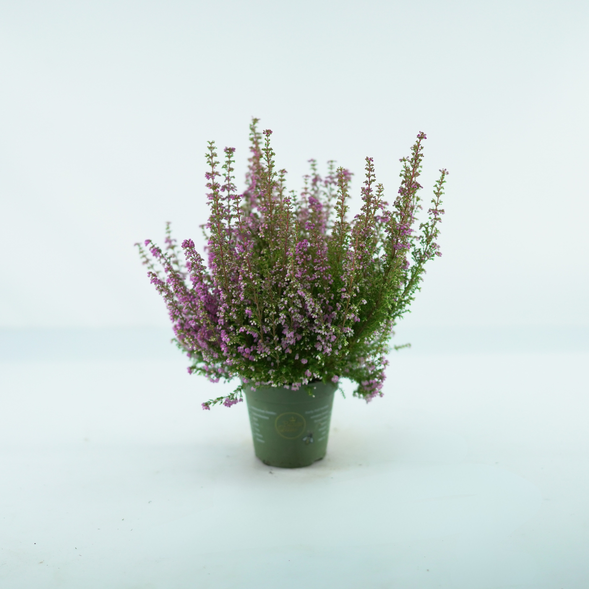 ERICA GRACILIS 'BEAUTY QUEEN' Wrzosiec delikatny