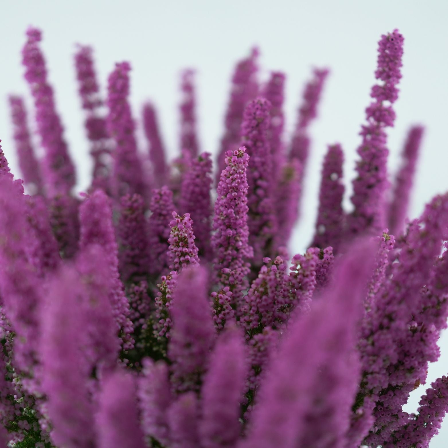 ERICA GRACILIS 'BEAUTY QUEEN'  Wrzosiec delikatny