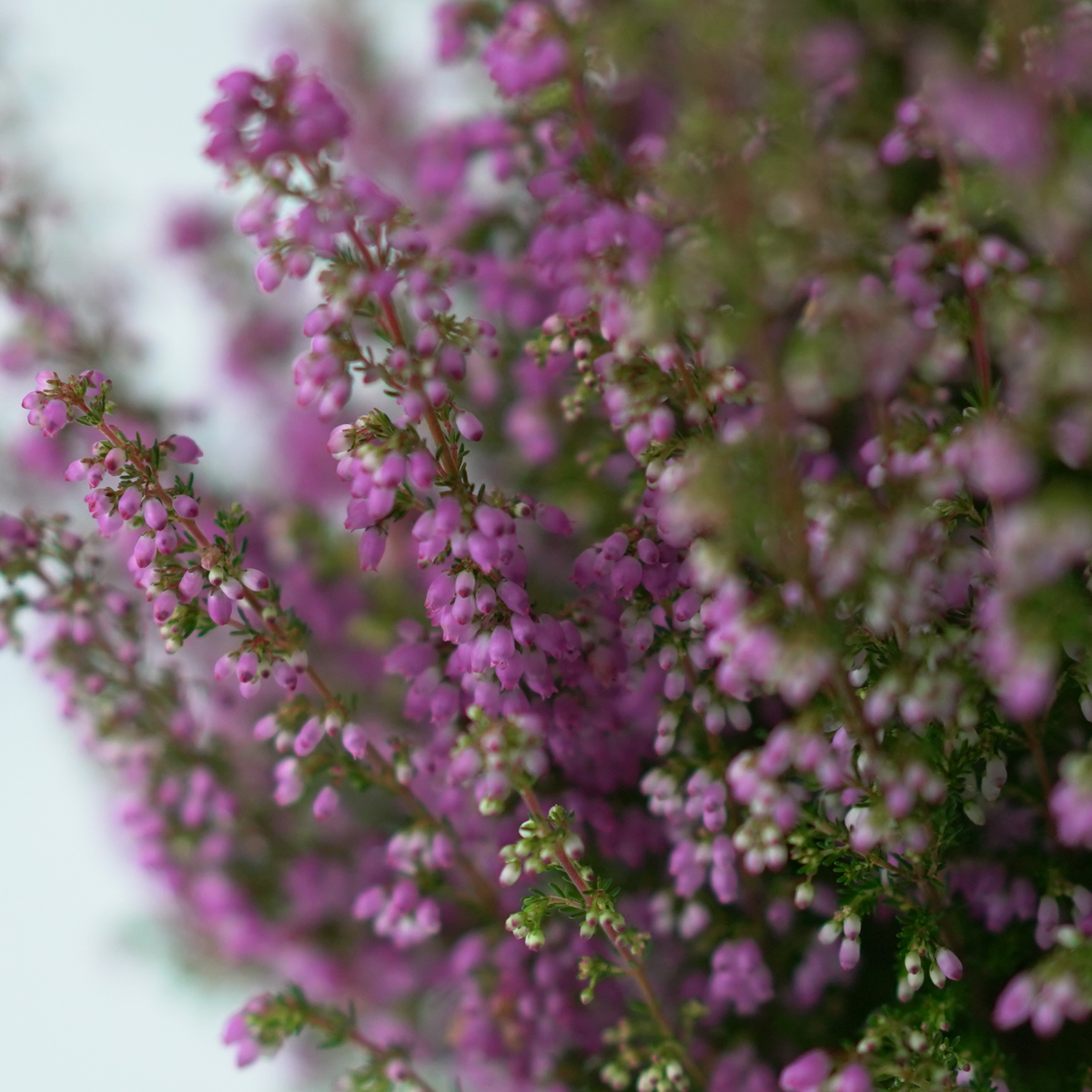 ERICA GRACILIS 'BEAUTY QUEEN' Wrzosiec delikatny