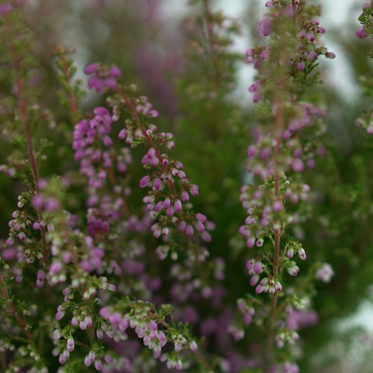 ERICA GRACILIS 'BEAUTY QUEEN' Wrzosiec delikatny